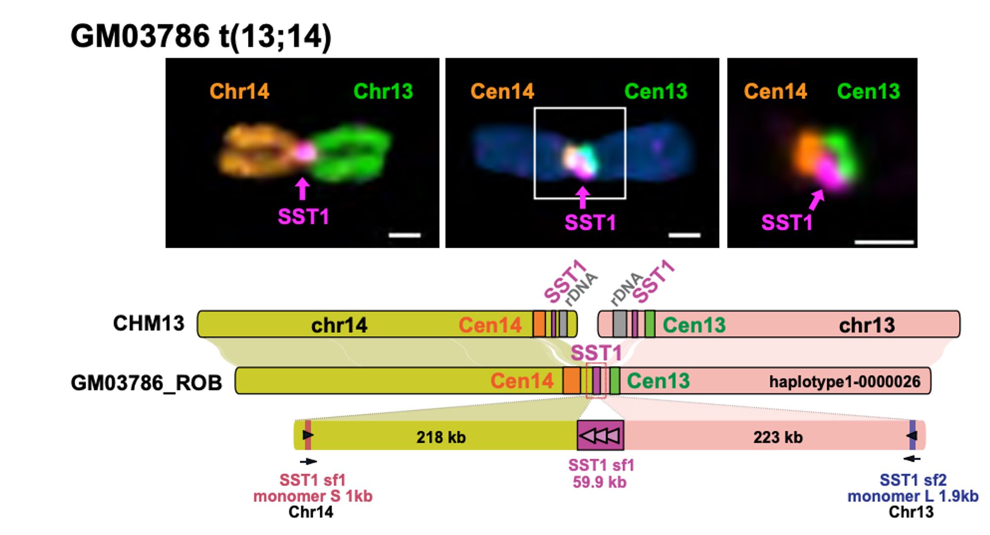 FISH image and schematic of a complete Robertsonian chromosome