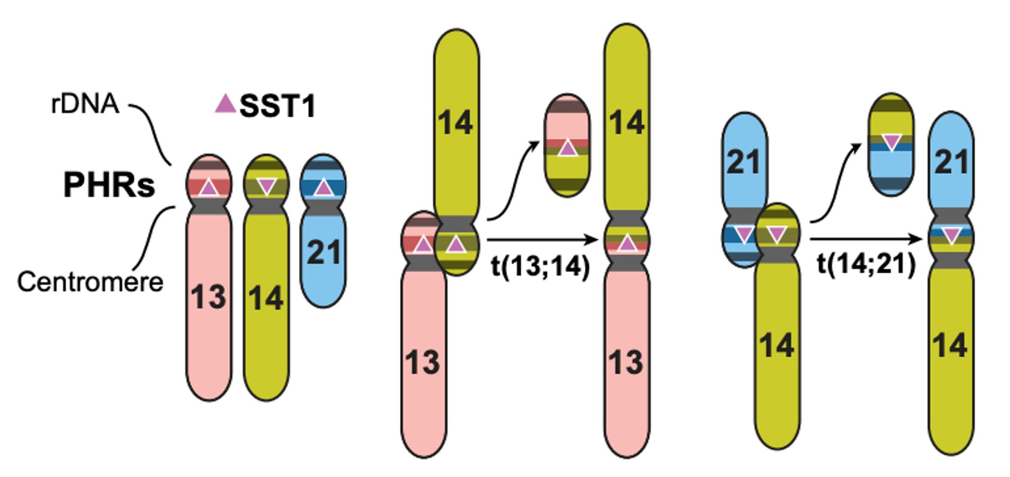 Schematic of Robertsonian chromosome formation