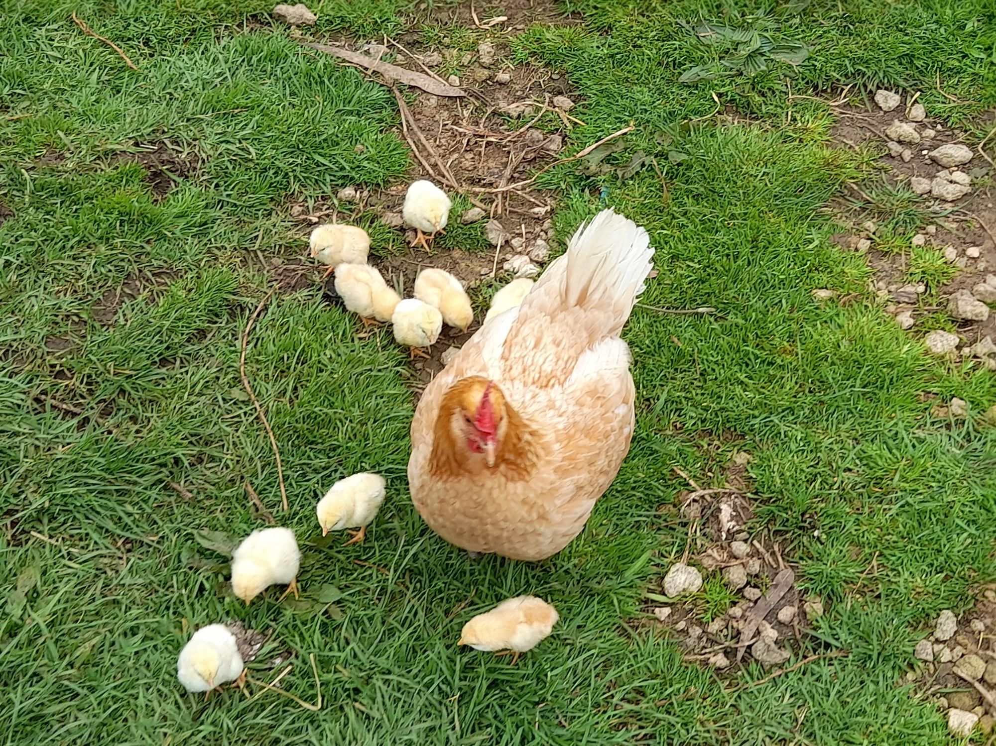 A mother hen with nine of her ten newborn chick's around her. The tenth chick is hiding behind her tail.