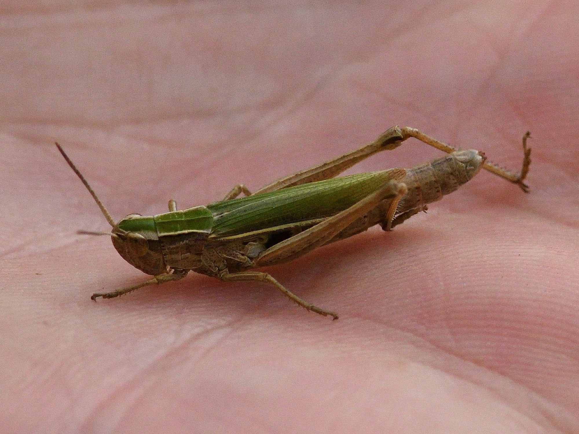 Chorthippus albomarginatus (Acrididae) Lesser Marsh Grasshopper 17/8/2024 Bowling Green Marsh, Topsham. Abundant in wet grassland; the Upper Exe Estuary seems to be its Devon stronghold.