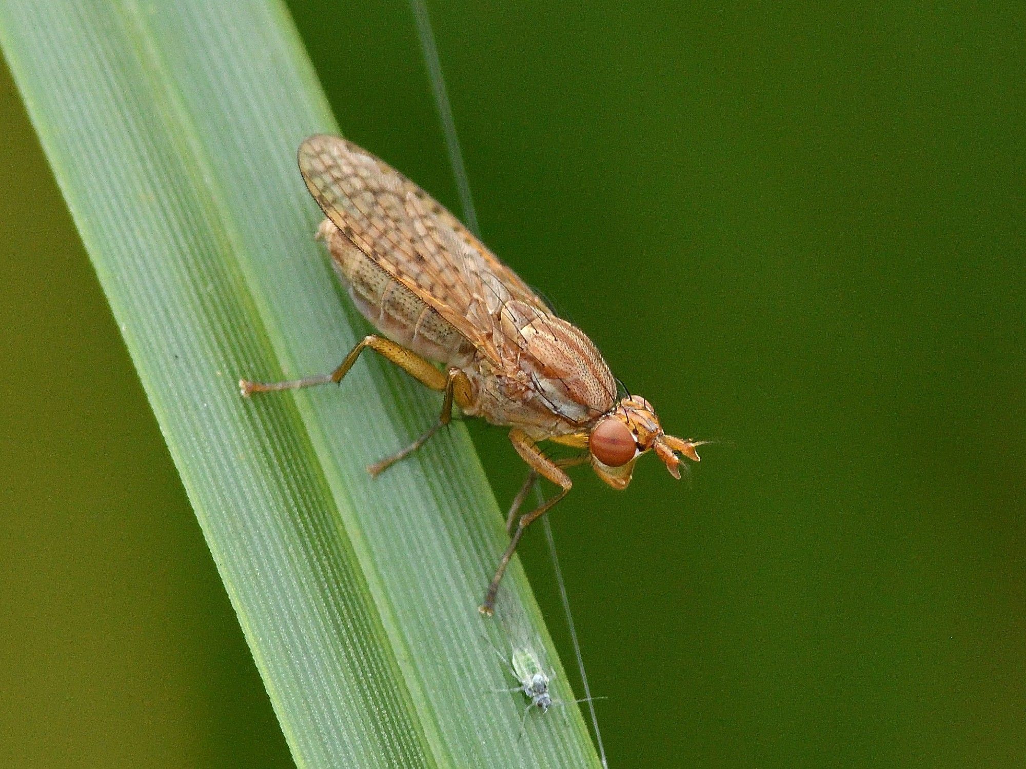 Pherbina coryleti (Sciomyzidae) 17/8/2024 Bowling Green Marsh, Topsham, Devon. Common enough wetlands but a new one for me.