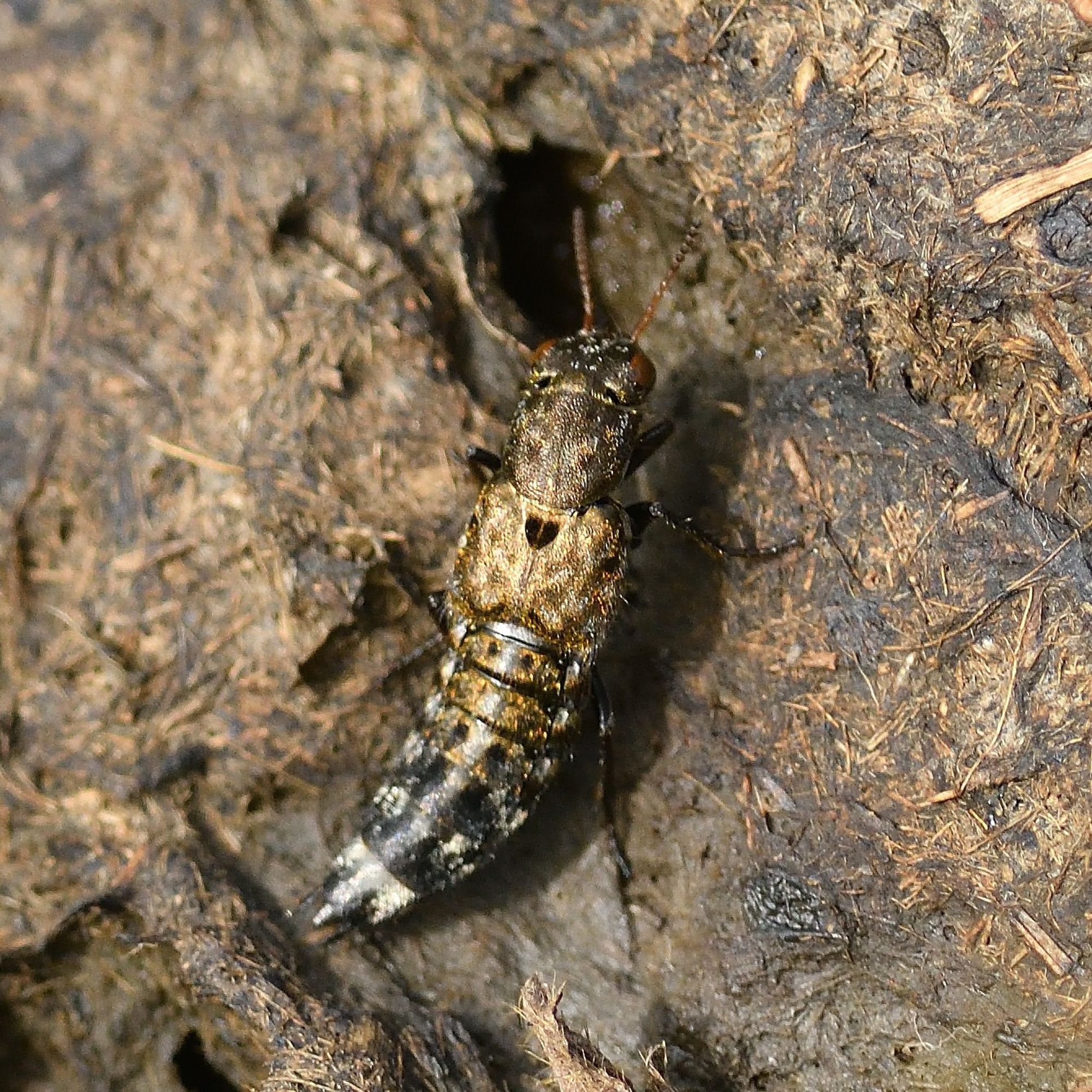 Ontholestes murinus (Staphylinidae) 17/8/2024 Bowling Green Marsh, Topsham. A lovely mottled staph hunting flies on cow pats.