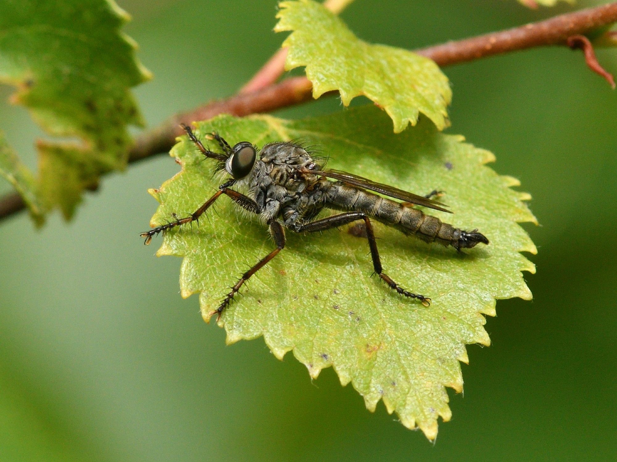 Machimus atricapillus (Asilidae) male. 21/7/2024 Yarner Wood NNR, Devon.