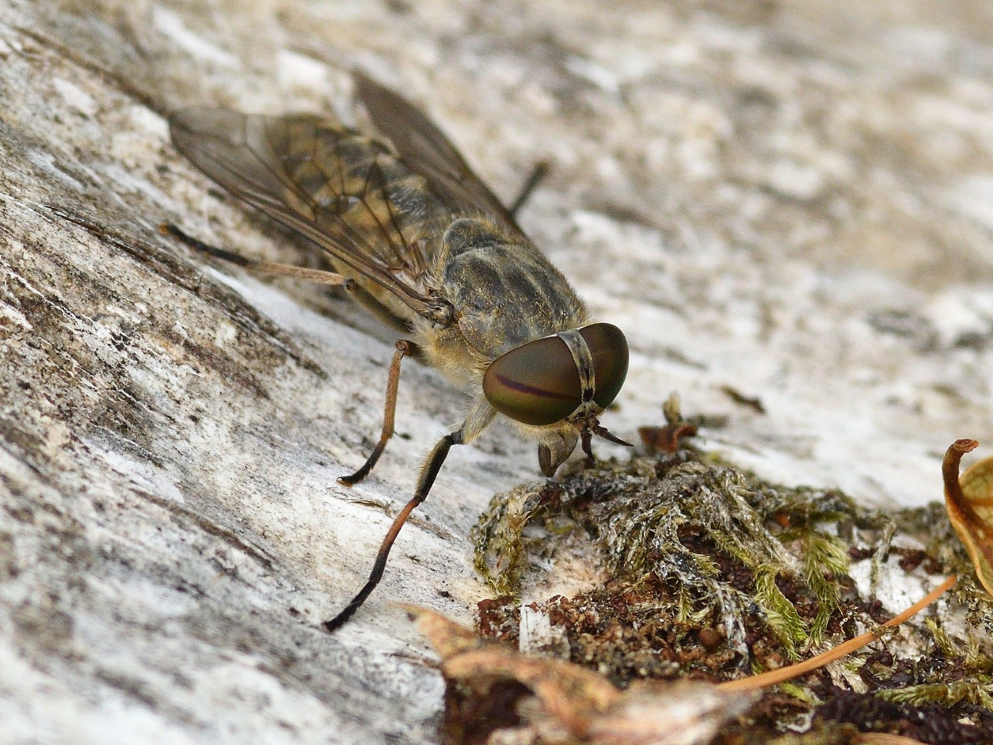 Tabanus bromius (Tabanidae) female. Appeared uninterested in me happy to say. 21/7/2024 Yarner Wood NNR, Devon.