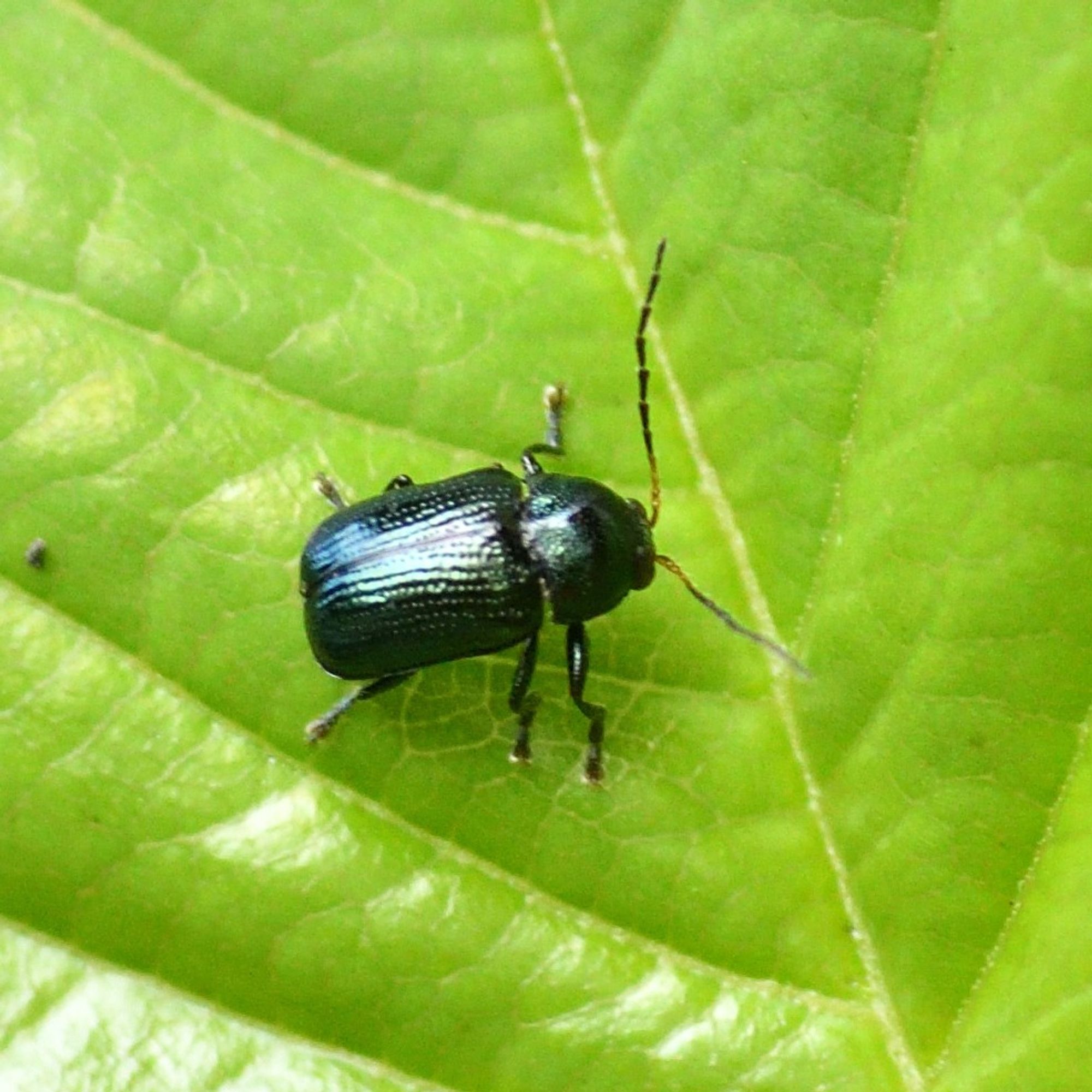 Cryptocephalus parvulus (Chrysomelidae). Scarce in Britain (Notable B). associated with birch (Betula spp.) although this one was on a beech leaf. 21/7/2024 Yarner Wood NNR, Devon.