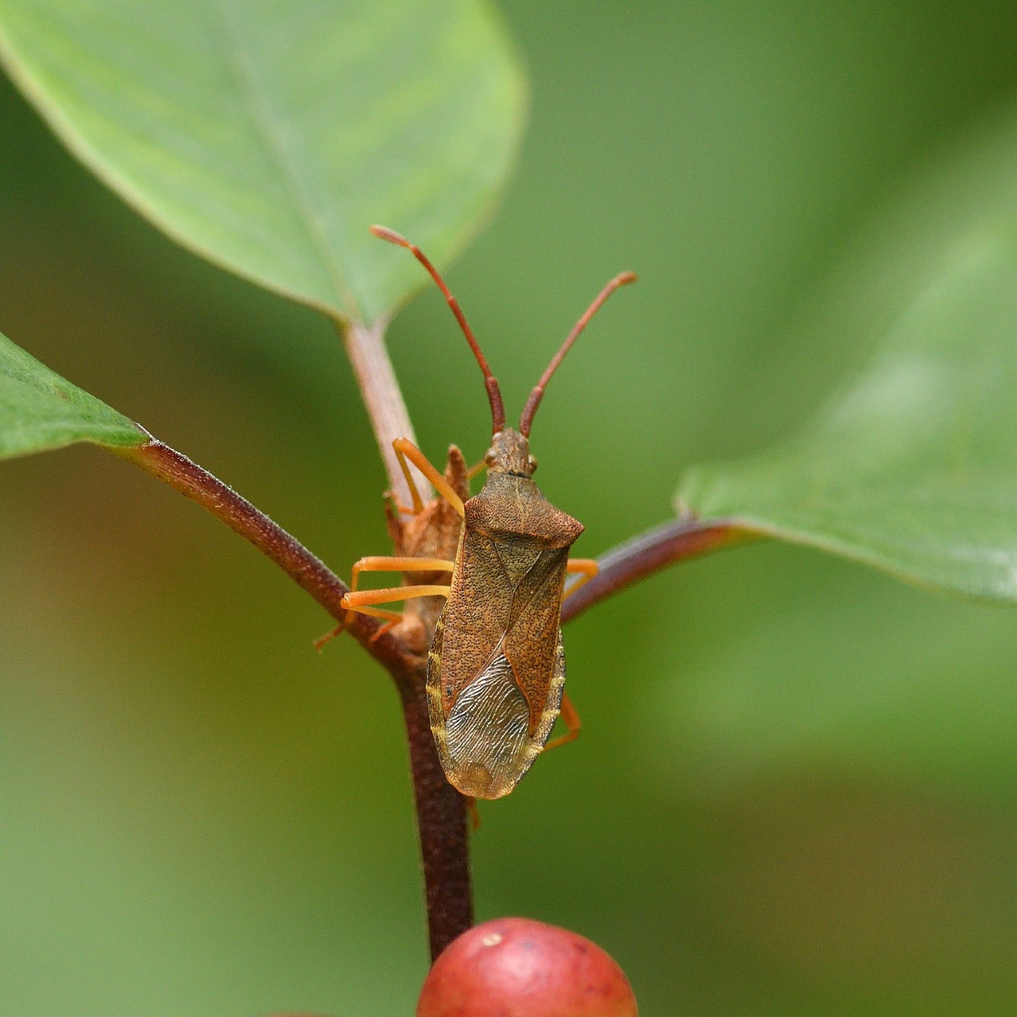 Gonocerus acuteangulatus (Coreidae), Box Bug. A recent arrival in Devon and Yarner may be a new site. Originally only found on Box (Buxus sempervirens), apparent change in dietary preference has led to a huge increase and spread: this was on Alder Buckthorn (Frangula alnus). 21/7/2024 Yarner Wood NNR, Devon.