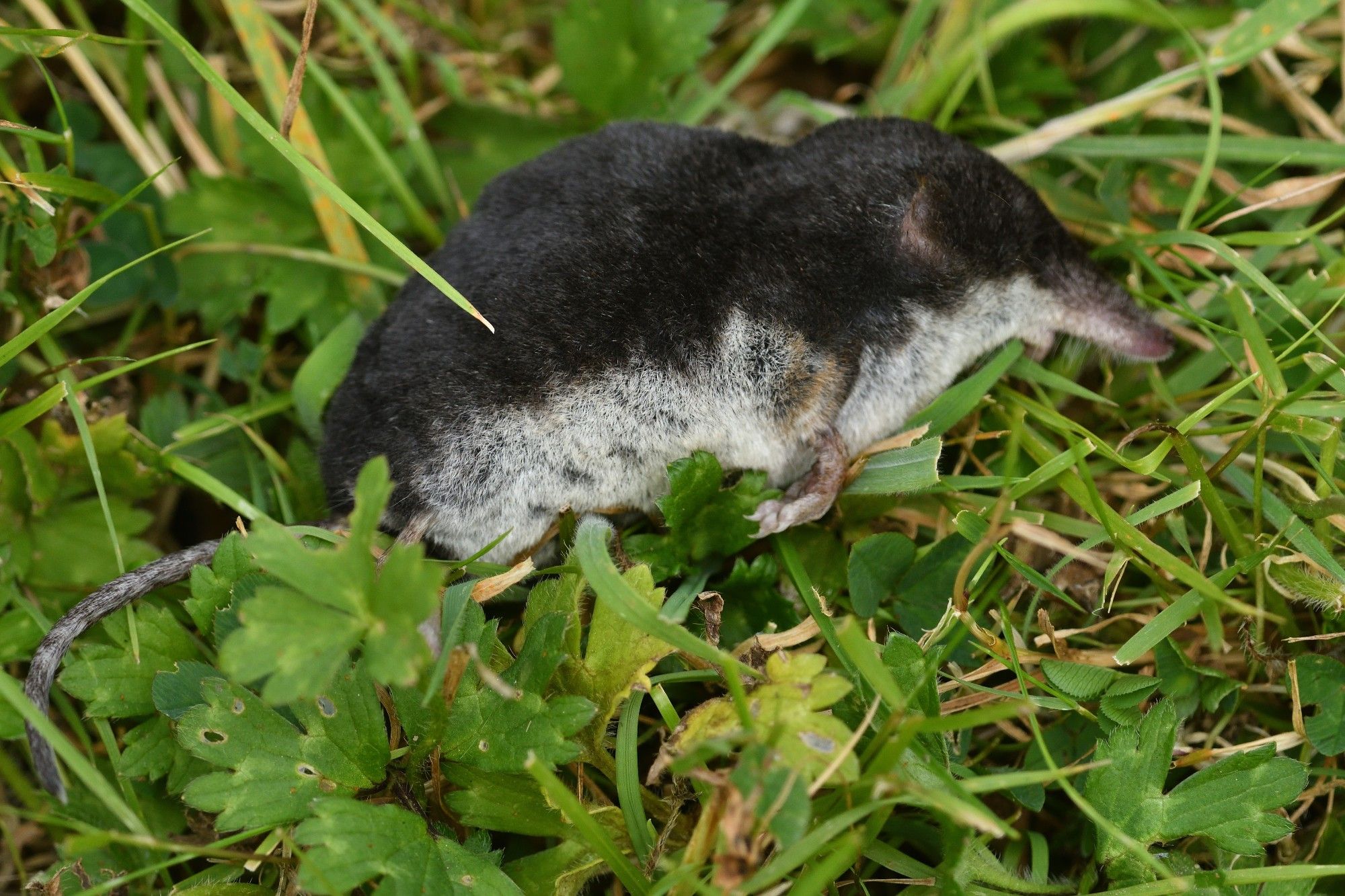 Water Shrew (Neomys fodiens) 17/8/2024 Bowling Green Marsh, Topsham. My find of the day even though a (very fresh) dead one.