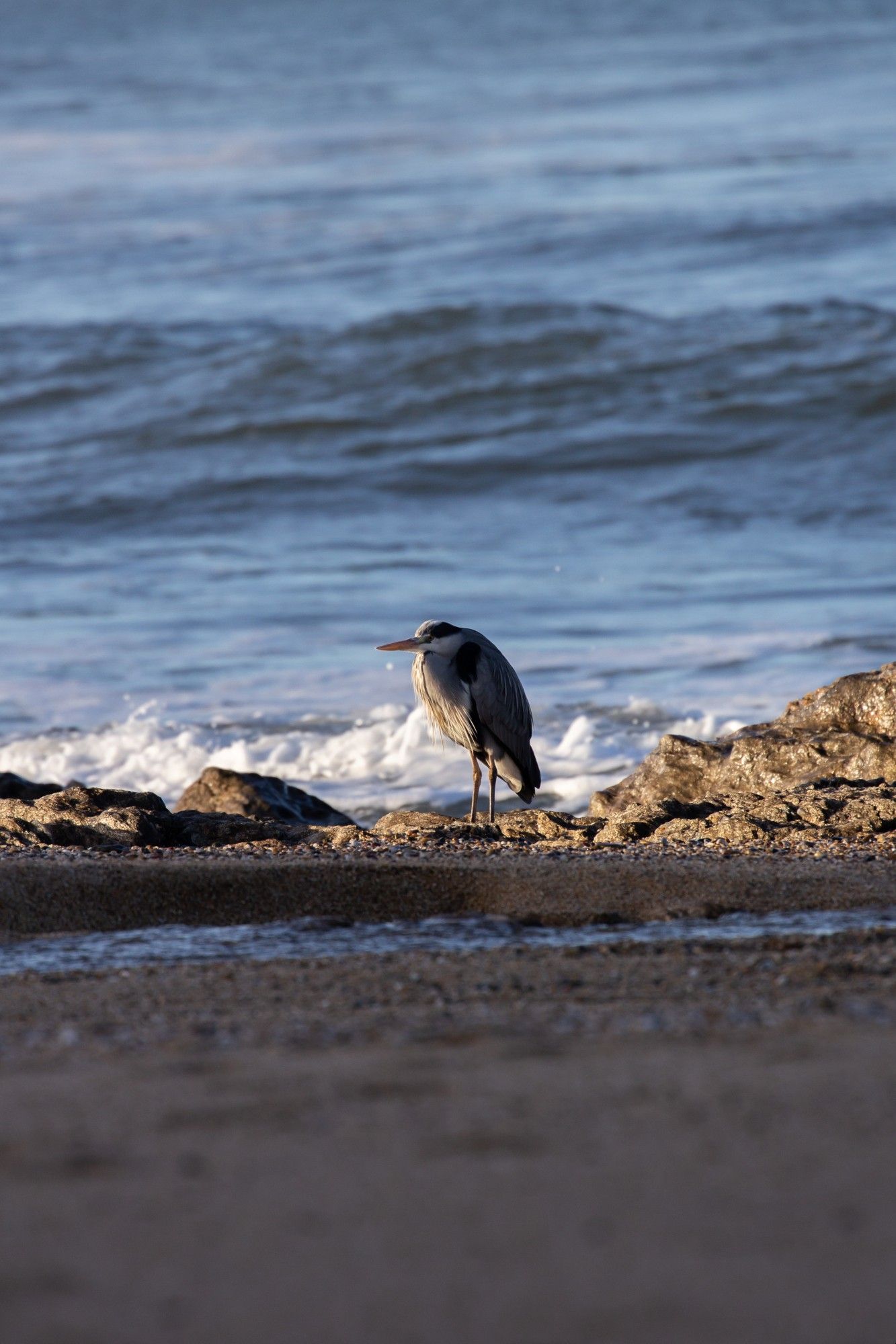 A grey heron taking a rest on the shore