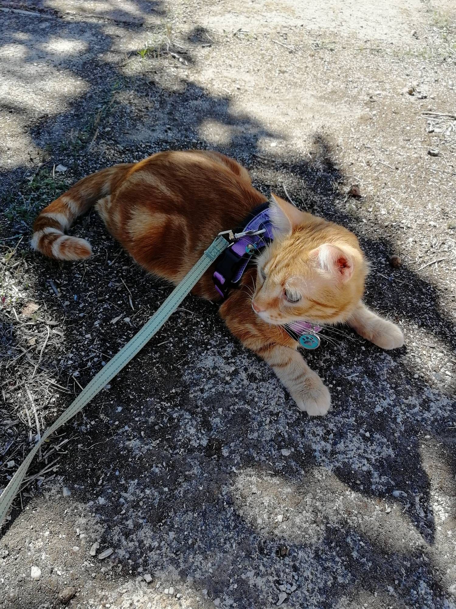 ginger tabby cat Peanut, wearing a lavender harness and green leash, resting on a patio pavement, looking suspiciously to the side