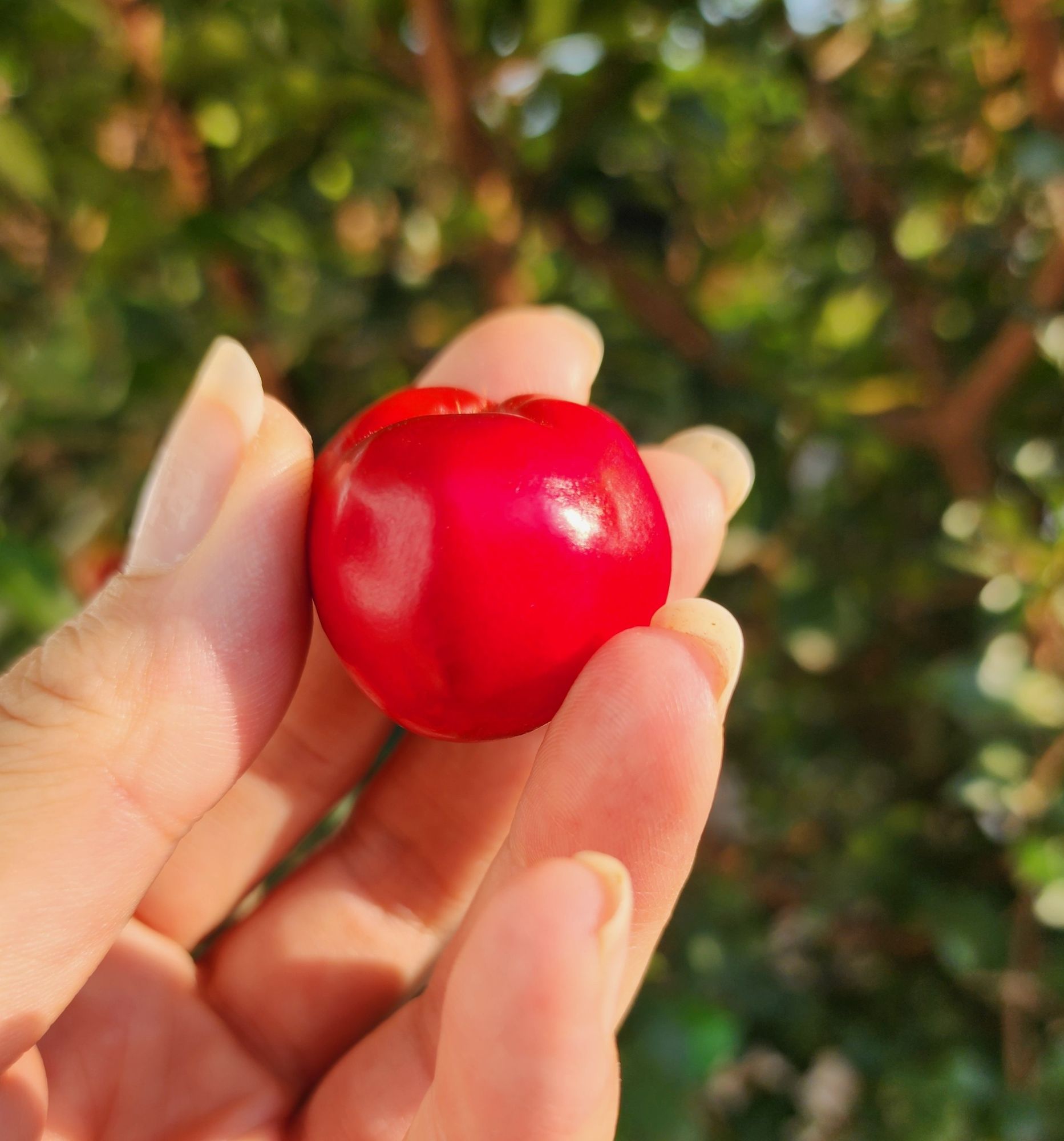 Uma mão segurando uma acerola com as pontas dos dedos, aceroleira o fundo desfocada