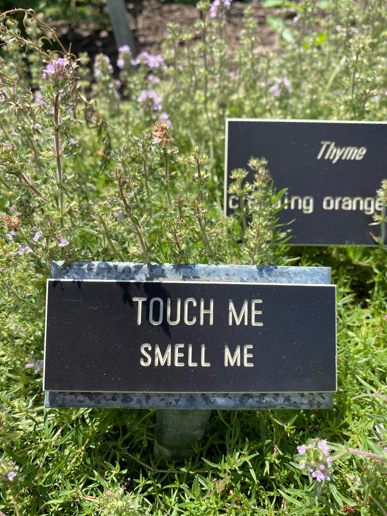 A patch of thyme in a botanical garden, with a sign that reads: TOUCH ME, SMELL ME