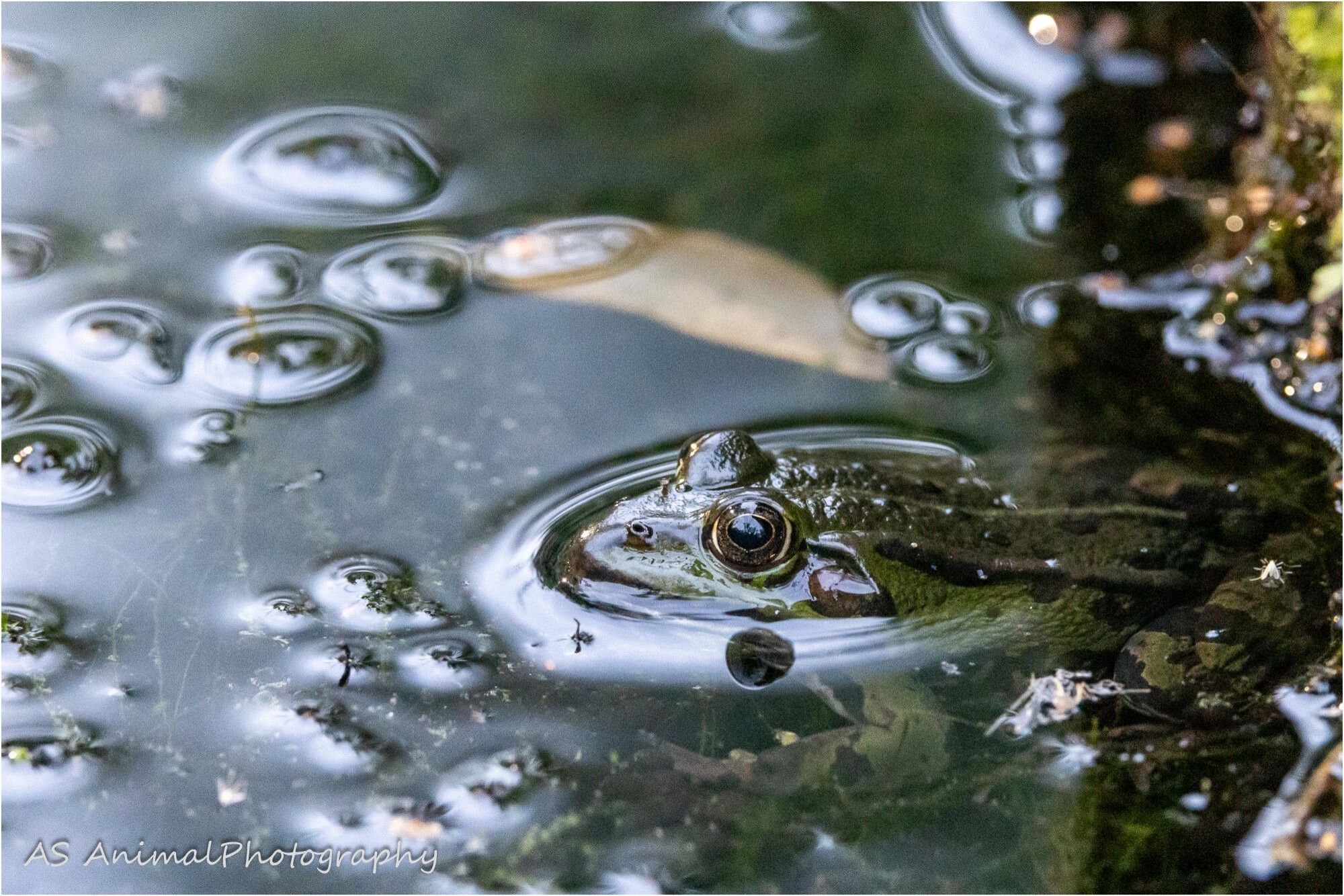 Ein Wasderfrosch, der bis auf den Kopf unterhalb der Wasseroberfläche auf Beute lauert. Im Wasser sueht msn schemenhaft Wasserpflanzen, auf der Wasseroberfläche einige Luftblasen.