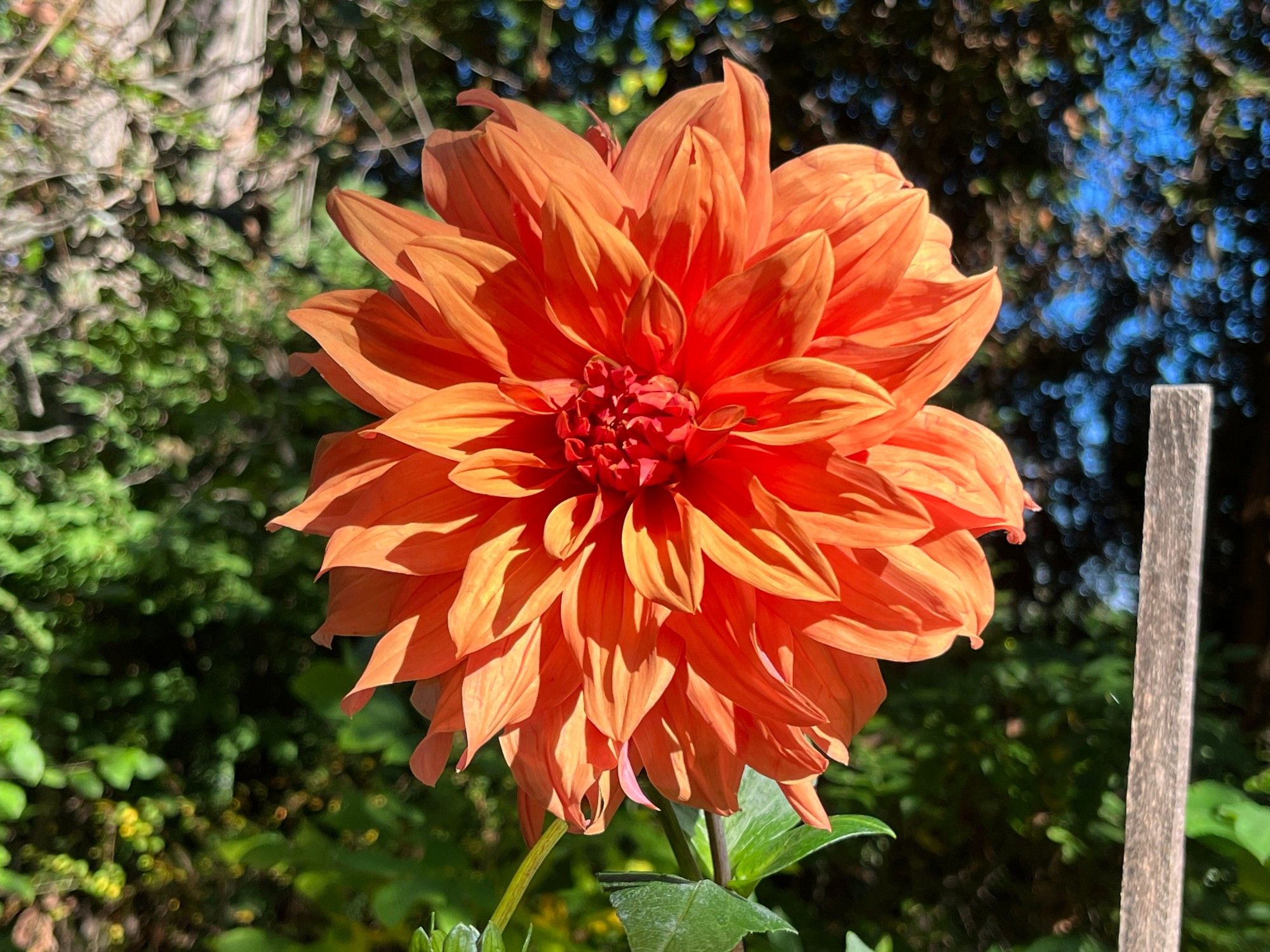 Photo of a big orange dahlia growing outside on a sunny day