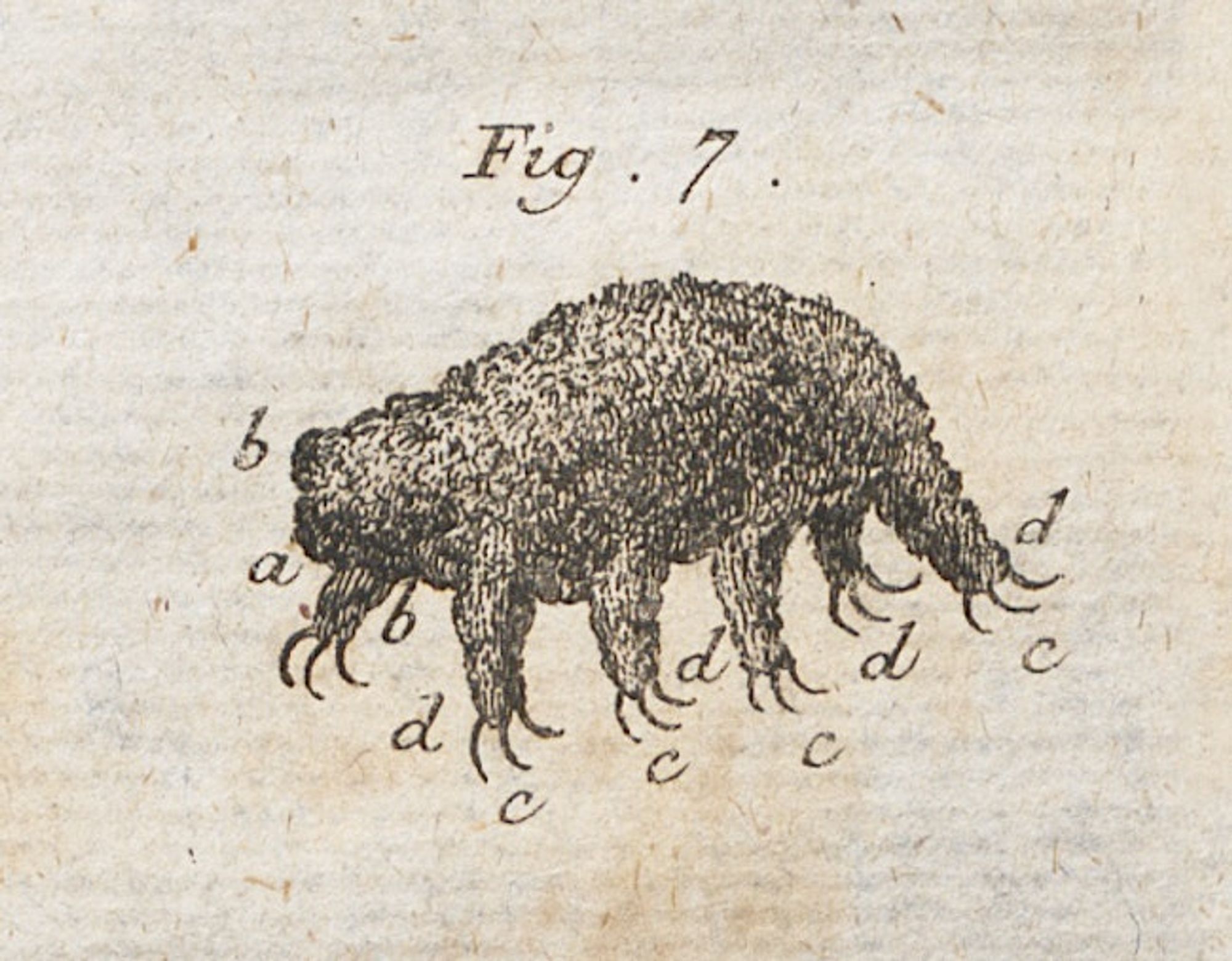 The first recorded observations of these remarkable microfauna were published in 1773 by the German pastor Johann August Ephraim Goeze. Because they looked like tiny bears to his eyes, he called these strange creatures kleiner Wasserbär, “little water bears” (the name “tardigrade” came later in 1777, when an Italian biologist highlighted their slow movements). Goeze’s observations and drawings covered just a few pages, appended to his German translation of Charles Bonnet’s Traite d’insectologie, but they communicated the same wonder and fascination for tardigrades that many still feel today.
https://publicdomainreview.org/collection/tardigrade