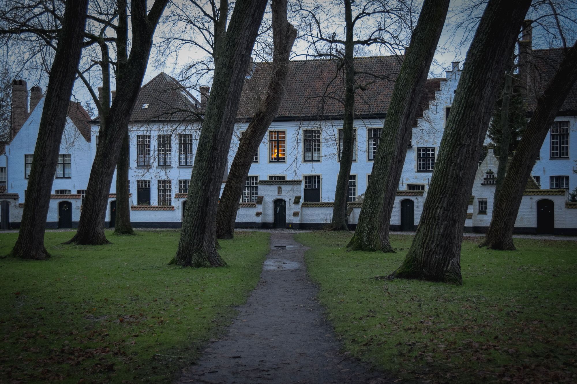 Old houses with white frontage at dusk seen through a series of leaning trees on a grass square.