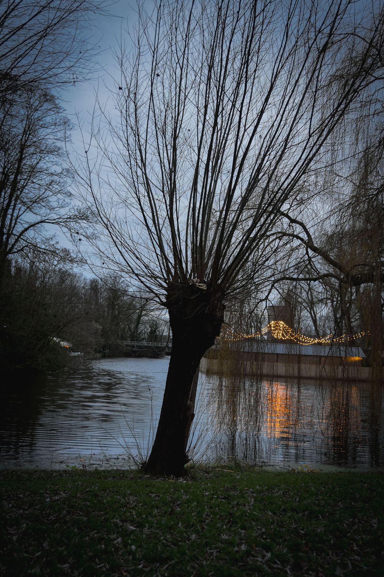 Silhouette of a willow tree against the water at dusk; fairy lights in the background.