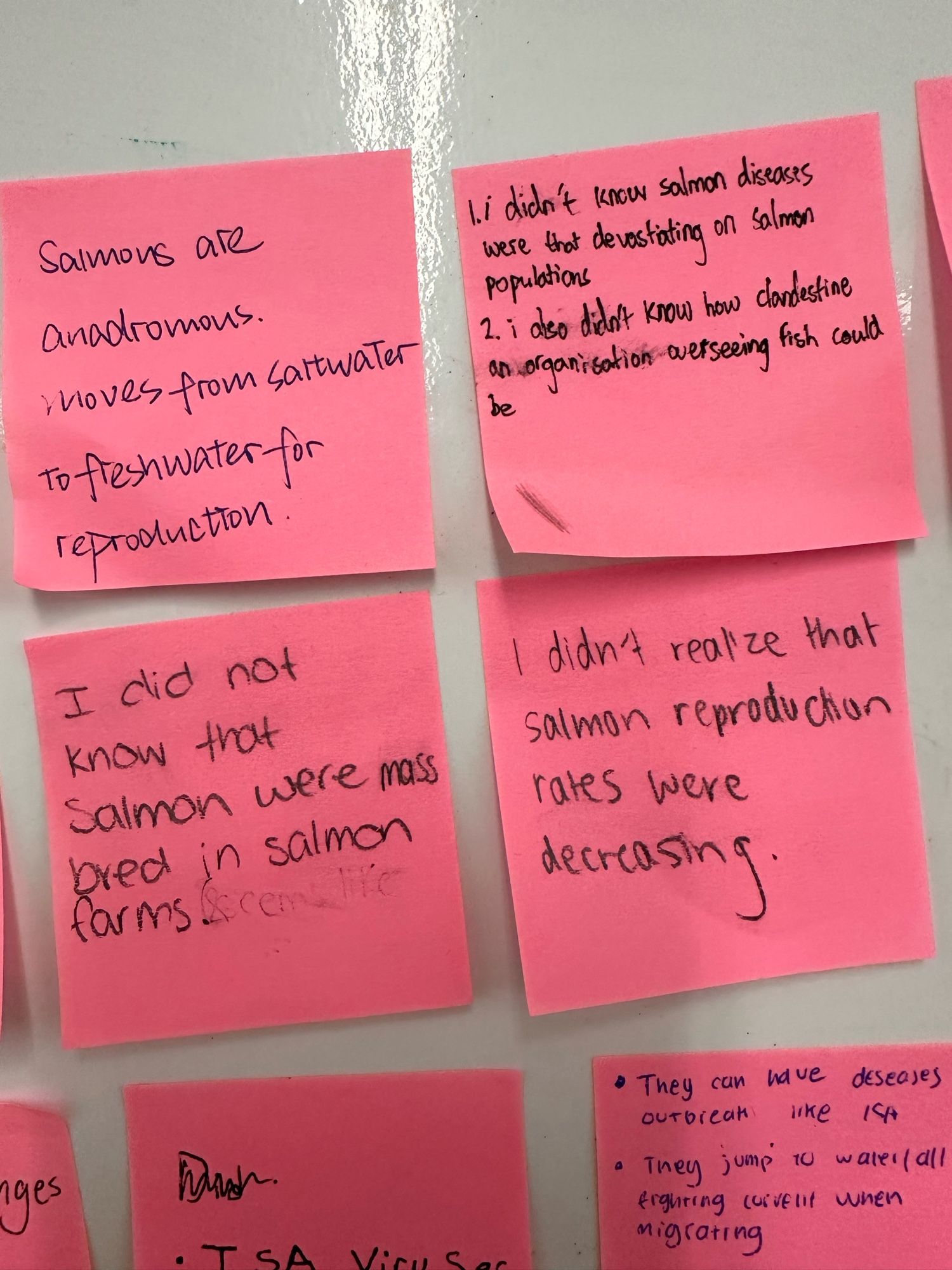 4 pink sticky notes: “salmon are andromous which involves saltwater to freshwater for reproduction”, “I didn’t know salmon diseases were so devastating on salmon populations” and “I also didn’t know how clandestine an organization overseeing fish could be”, “I did not know salmon were mass bred in salmon farms”, “I didn’t realize that salmon reproduction rates were decreasing “