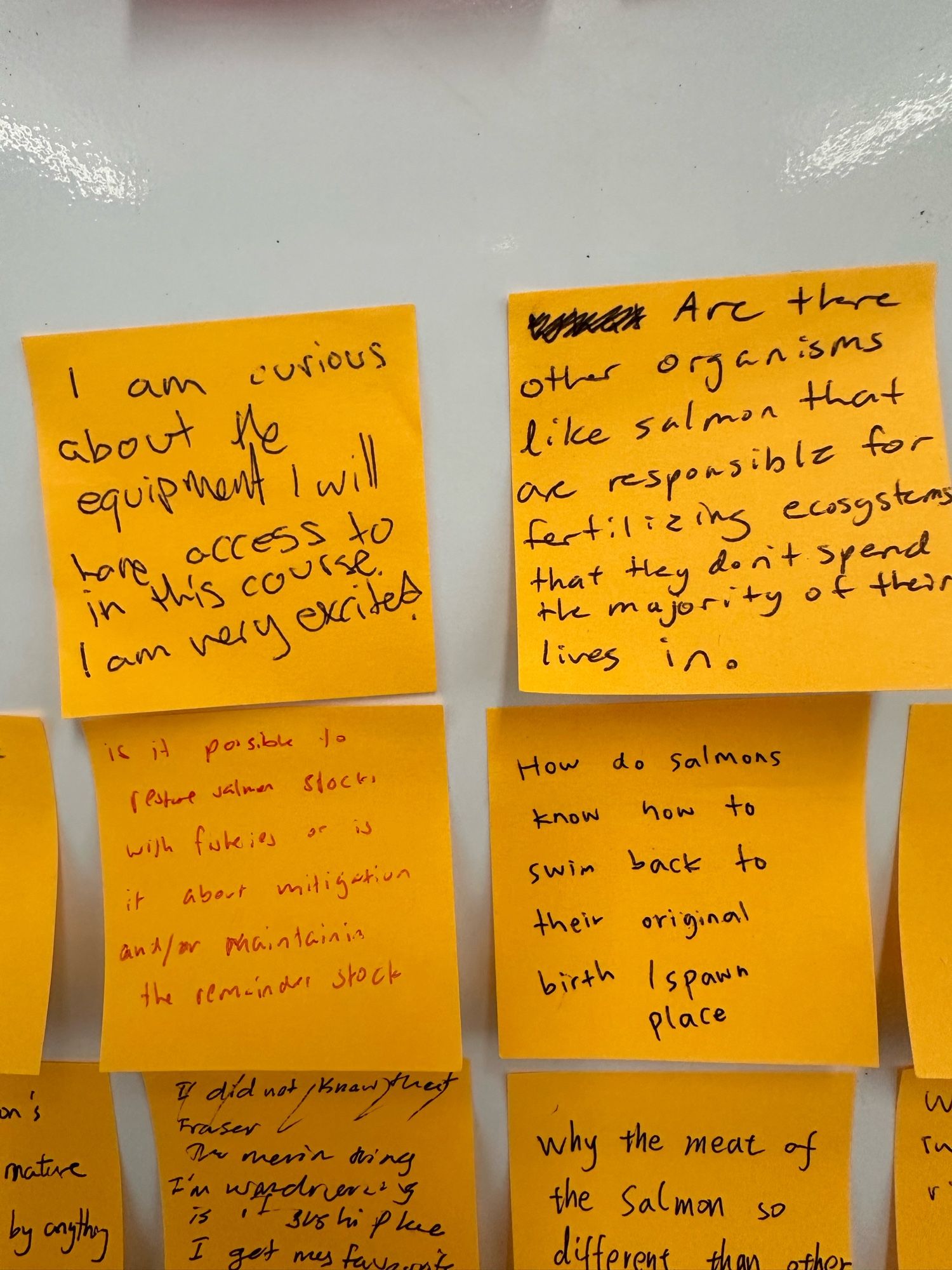 4 orange sticky notes: “I am curious about the equipment I will have access to in this course. I am very excited “, “Are there other organisms like salmon that are responsible for fertilizing ecosystems that they don’t spend the majority of their lives in”, “is it possible to restore salmon stocks with fisheries or is it about mitigation or maintaining the remaining stock”, “ how do salmon know how to swim back to their original birth place?”