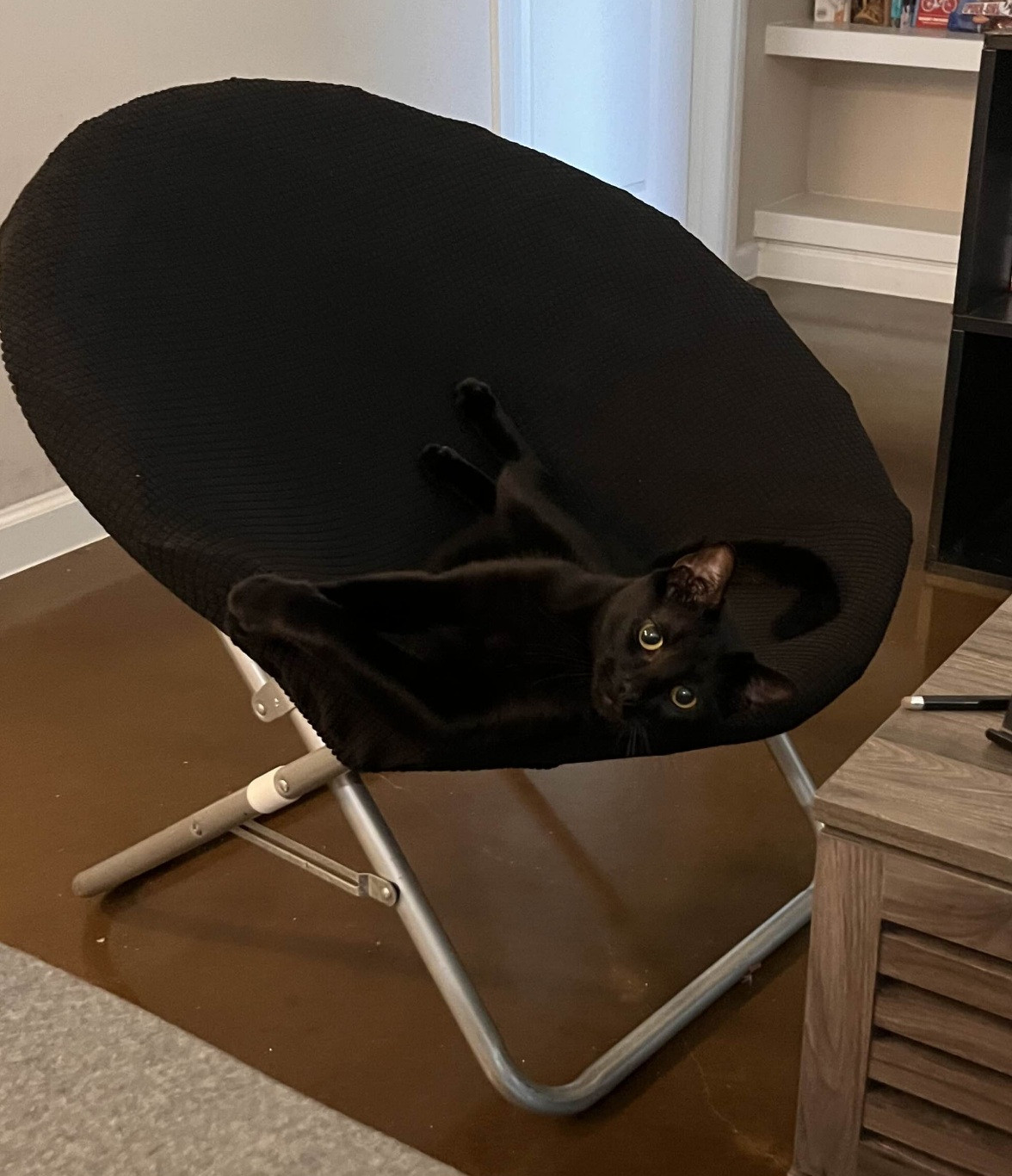 a sleek black cat lounging in a black dish chair. he is exceptionally handsome