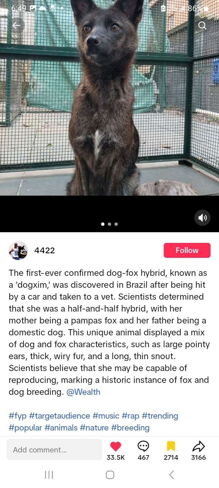 The first-ever confirmed dog-fox hybrid, known as a 'dogxim', was discovered in Brazil after being hit by a car and taken to a vet. Scientists determined that she was a half-and-half hybrid, with her mother being a pampas fox and her father being a domestic dog. This unique animal displayed a mix of dog and fox characteristics, such as large pointy ears, thick, wiry fur, and a long, thin snout. Scientists believe that she may be capable of reproducing, marking a historic instance of fox and dog breeding. @Wealth

#fyp #targetaudience #music #rap #trending #popular #animals #nature #breeding