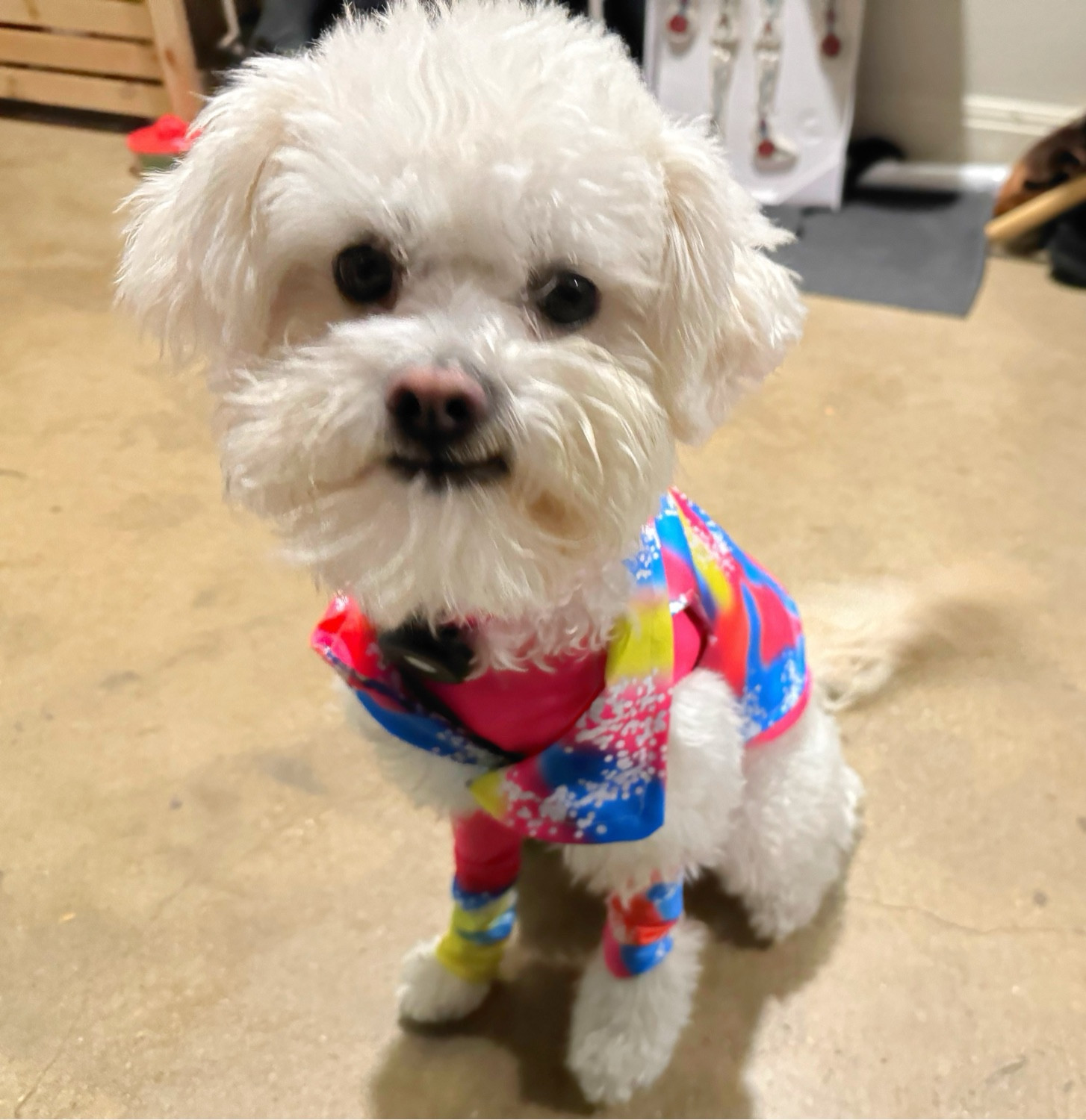 Waffles in his rollerblading Ken costume