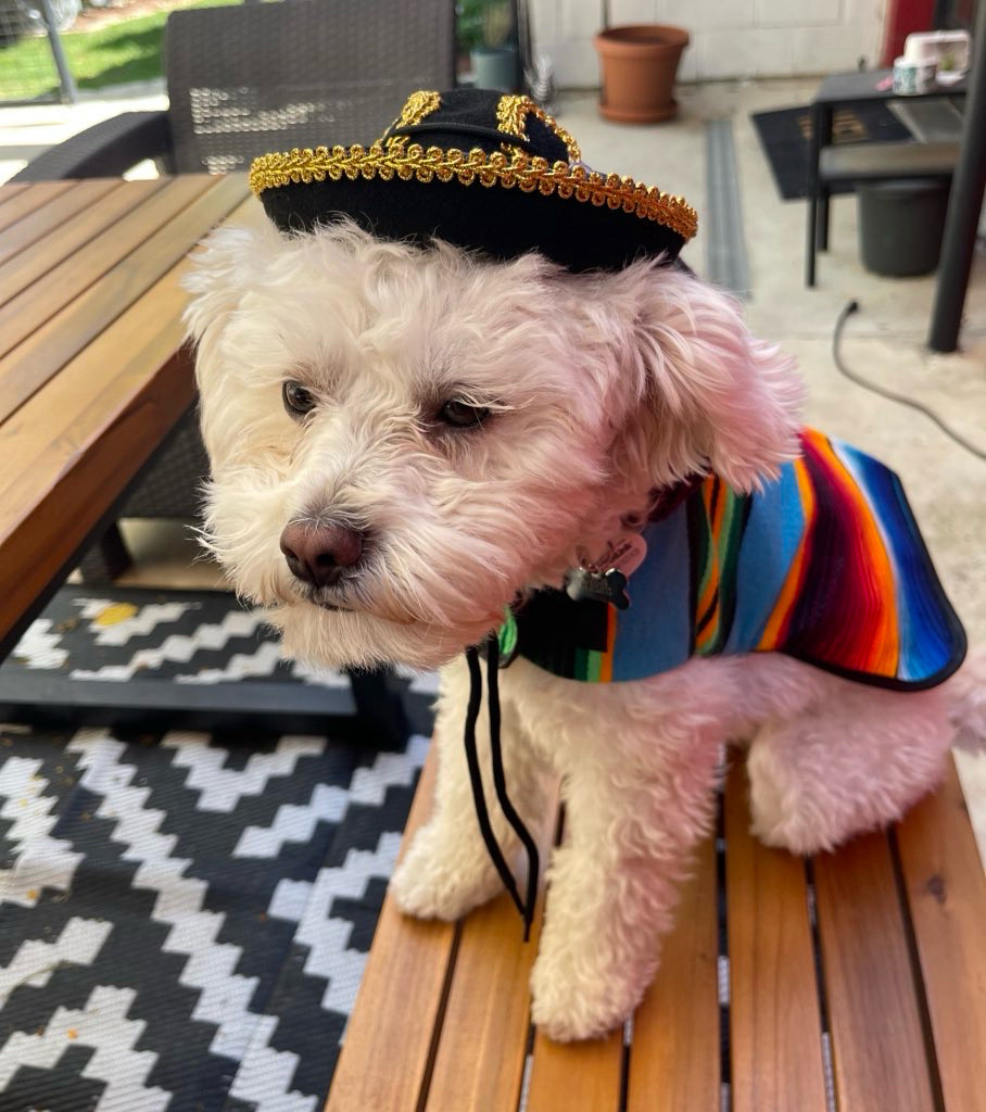 Waffles looking upset in a sombrero and poncho