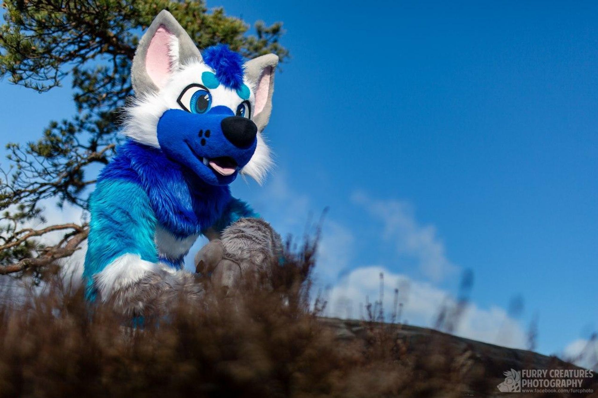 Blue wolf fursuiter on a rock