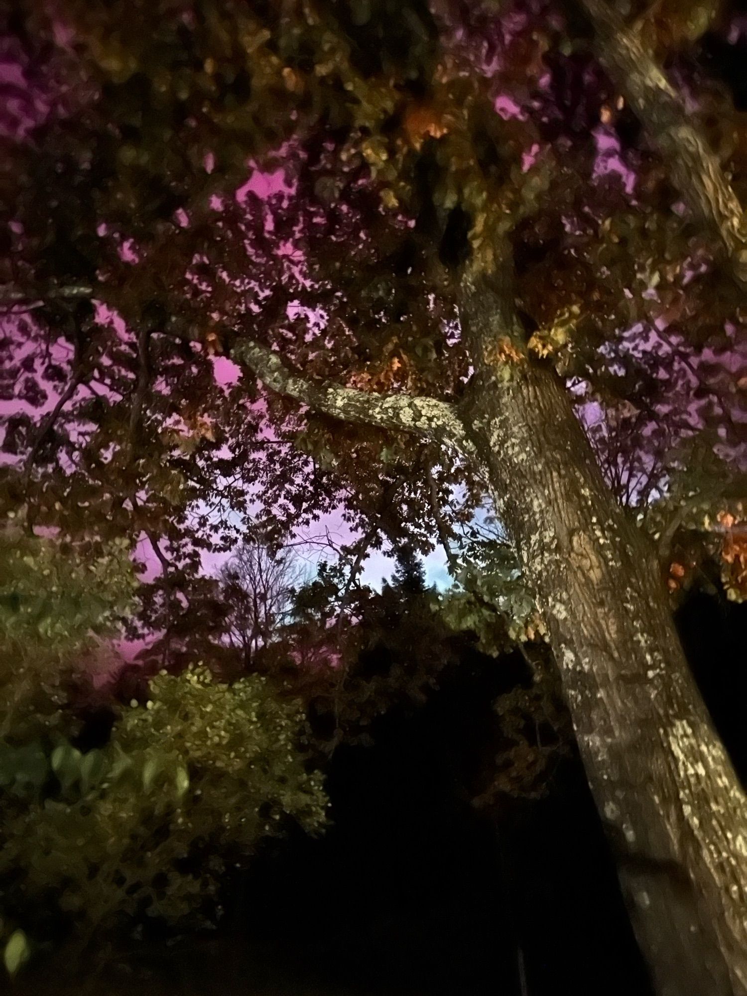 An oak tree is lit up in front of the purple, pink and blue sky as the northern lights are seen in New York’s Catskills. (It looks like a 1990s music video.)