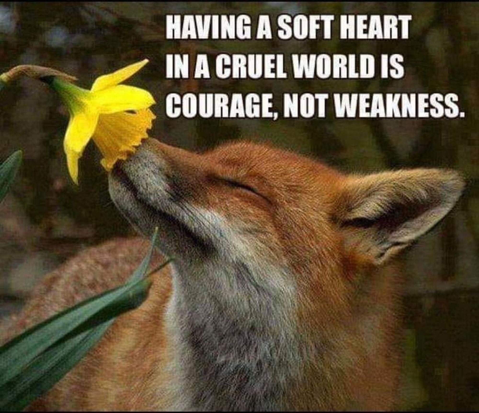 Photo of a fox with their nose in a daffodil flower. Text reads:
HAVING A SOFT HEART IN A CRUEL WORLD IS COURAGE, NOT WEAKNESS.