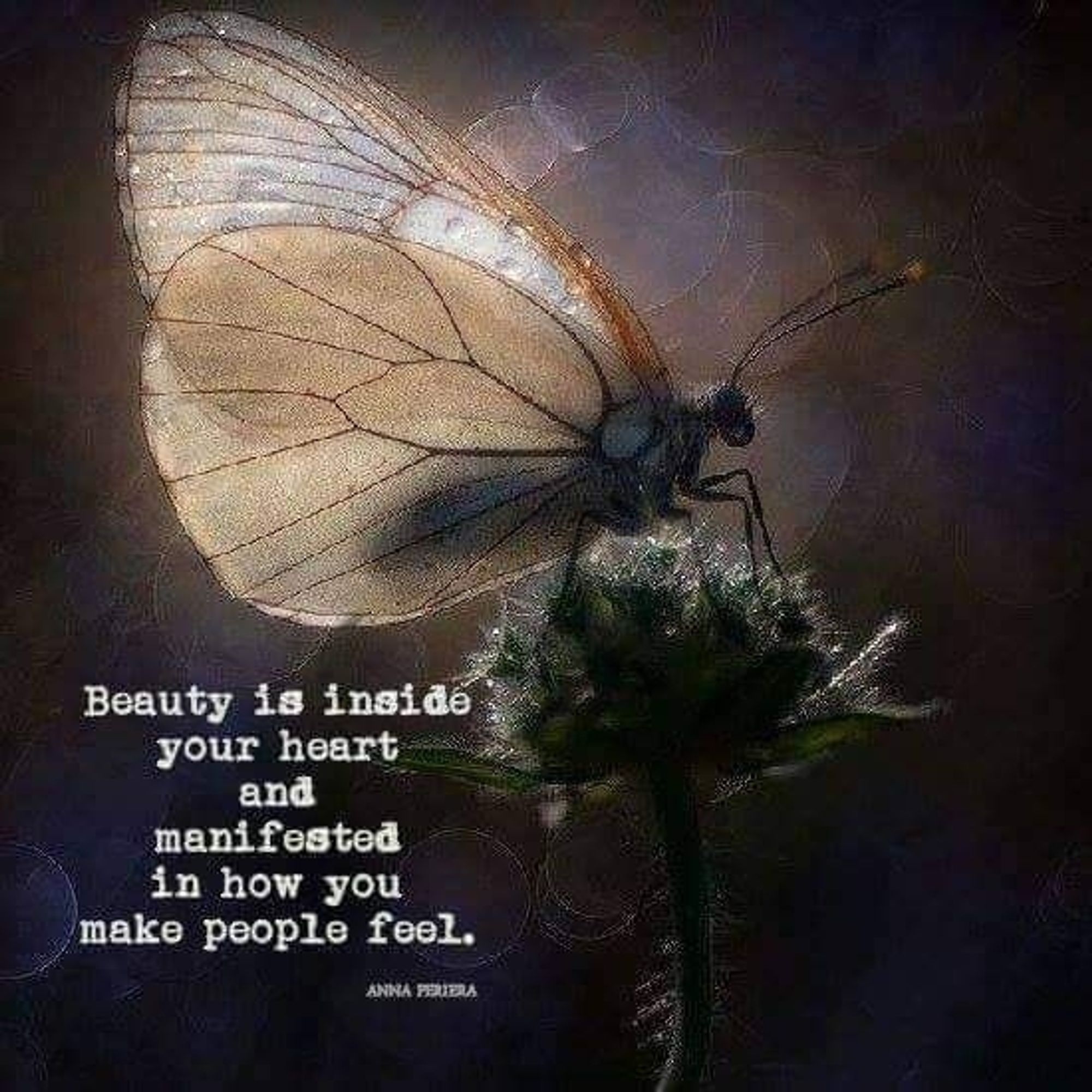 Enigmatic photo of a butterfly with clear wings resting on a flower head in moonlight. Text reads:
Beauty is inside your heart and manifested in how you make people feel.
Anna Periera