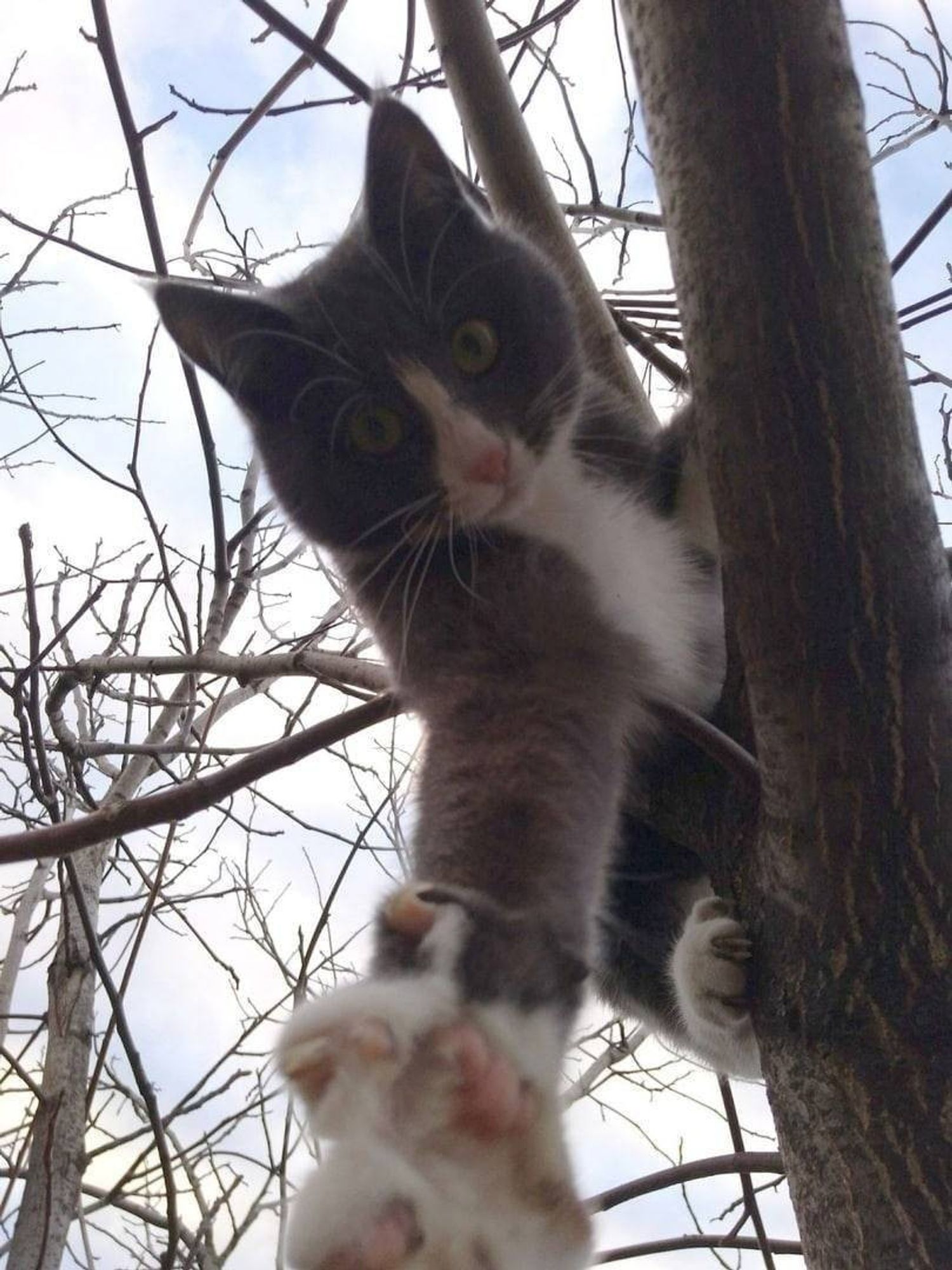 A cat reaching out from a perch on a tree branch to save you