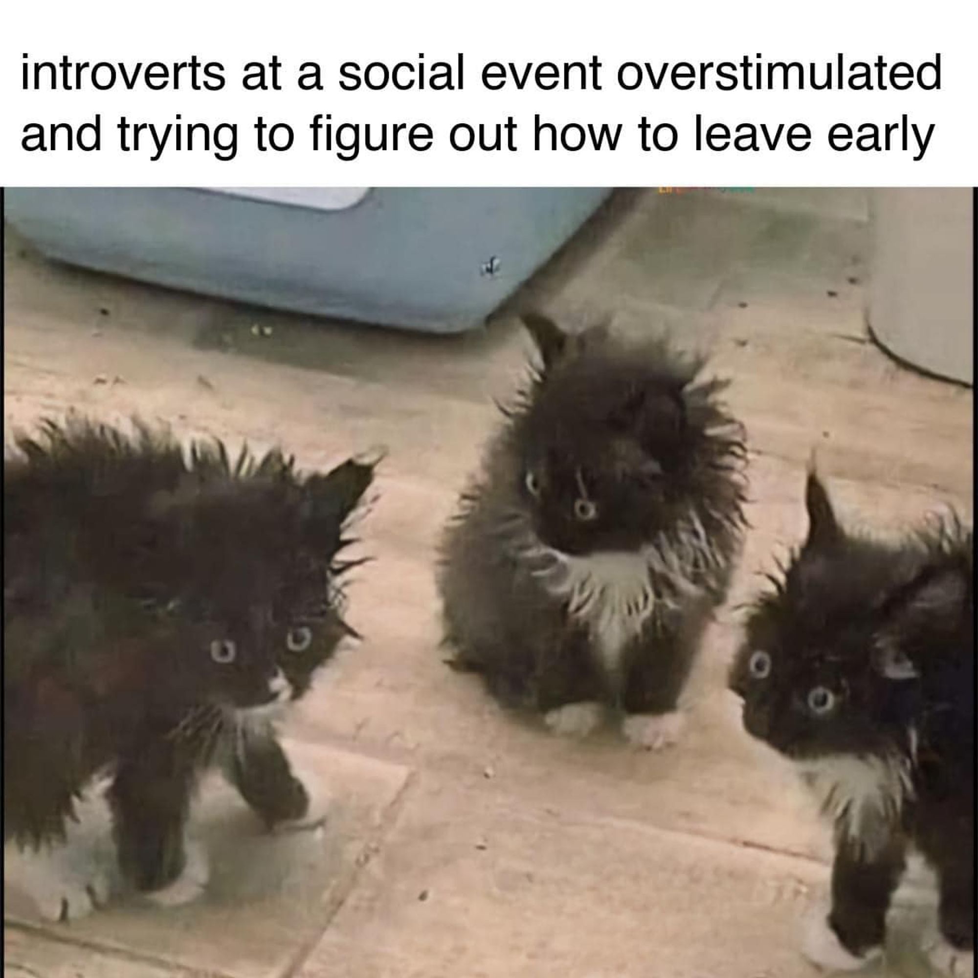 Three extremely frazzled black and white kittens staring around wide-eyed.

Caption: "introverts at a social event overstimulated and trying to figure out how to leave early"