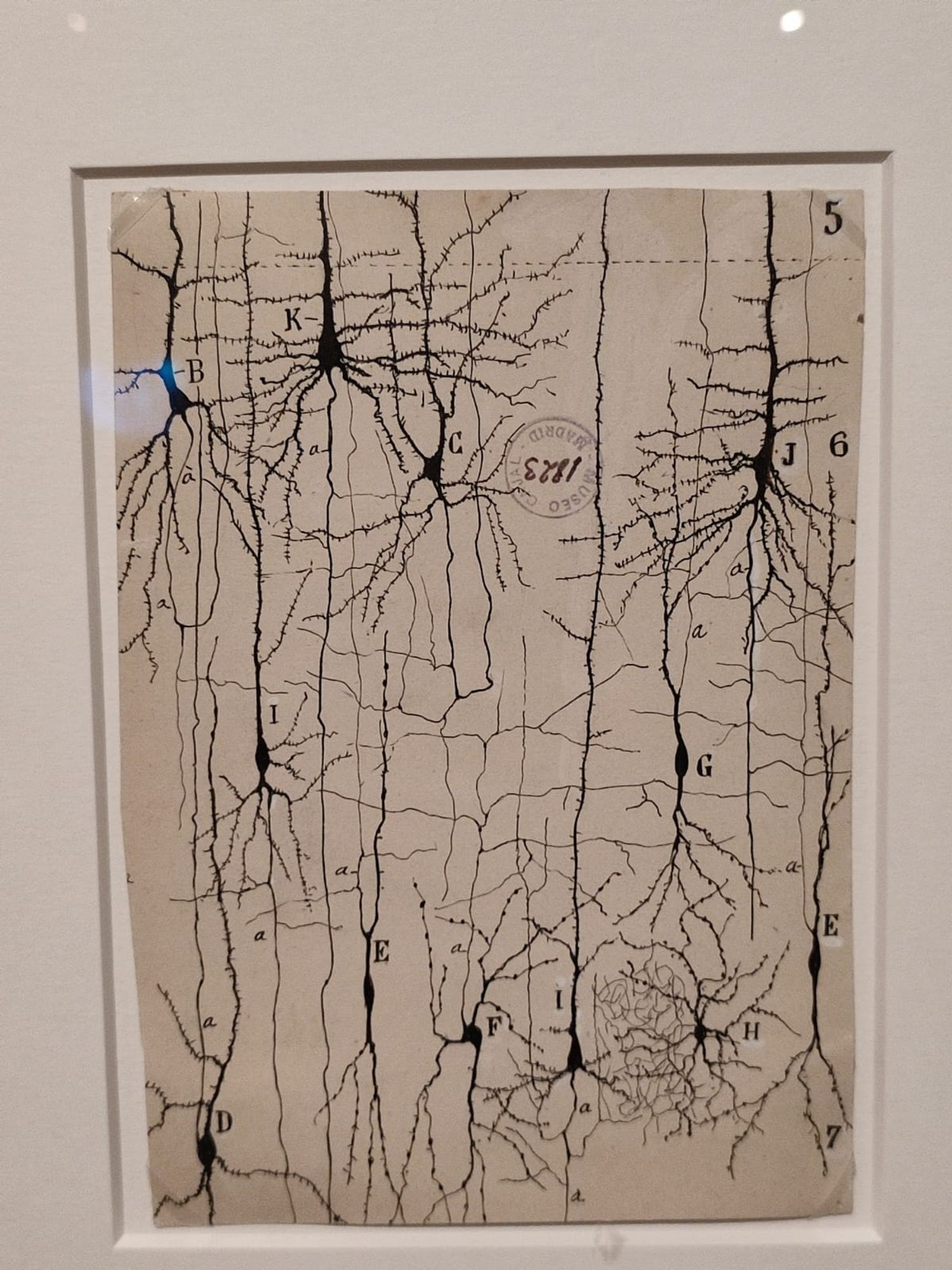 Nerve cells drawn by Ramon y Cajal. 
B&W image. Photo 4 by the author.