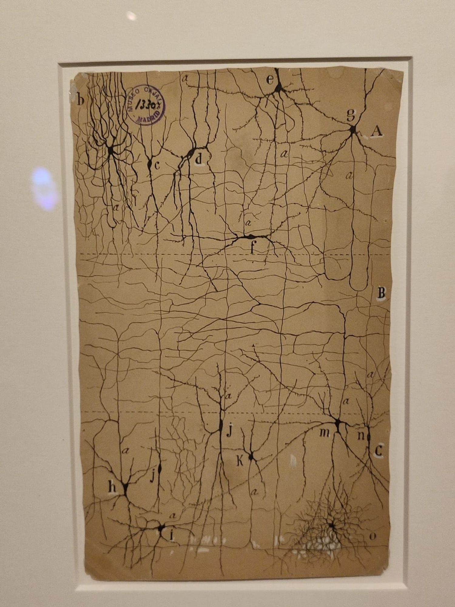 Nerve cells drawn by Ramon y Cajal. 
B&W image. Photo 3 by the author.