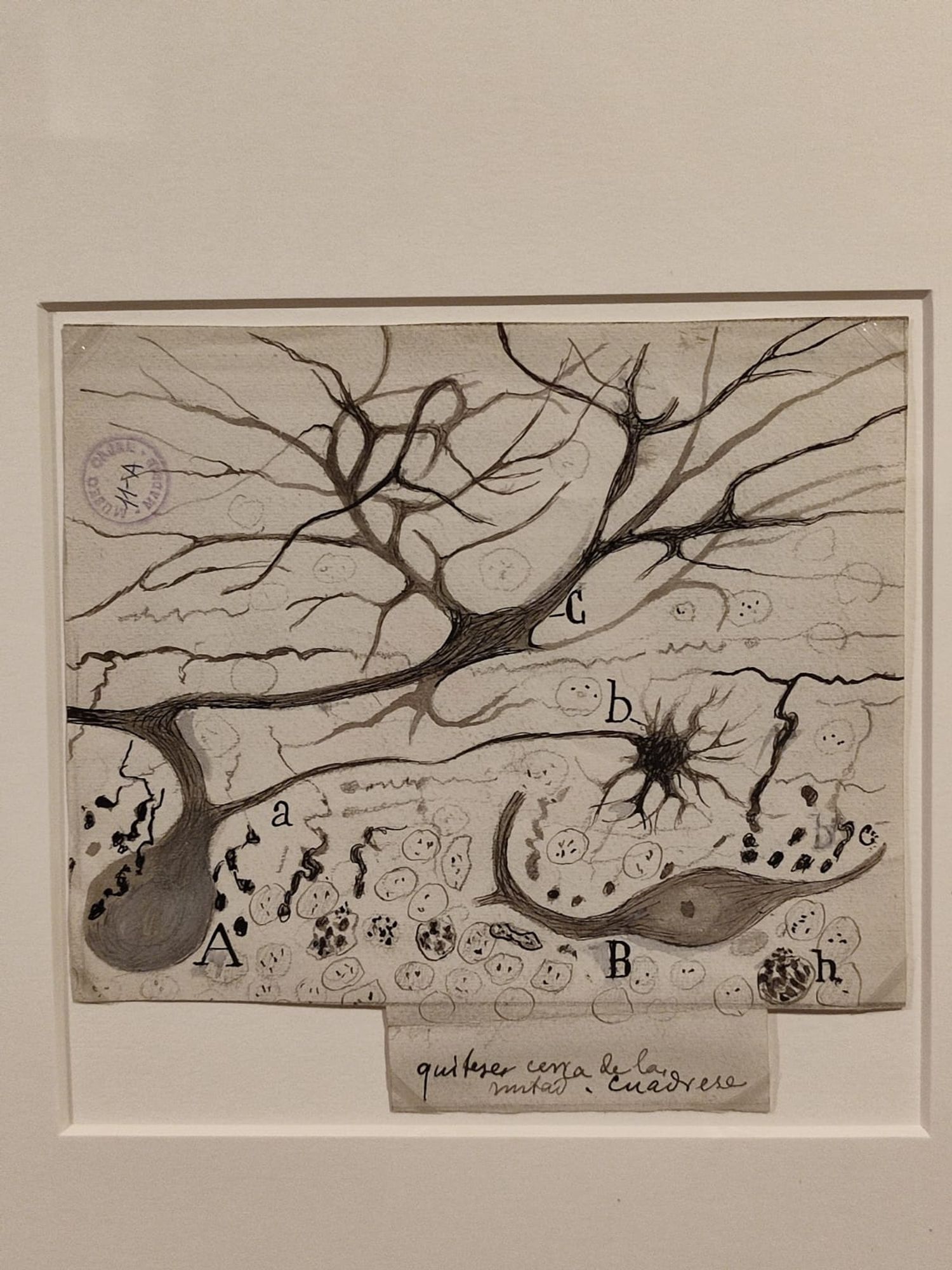 Nerve cells drawn by Ramon y Cajal. 
B&W image. Photo 1 by the author.