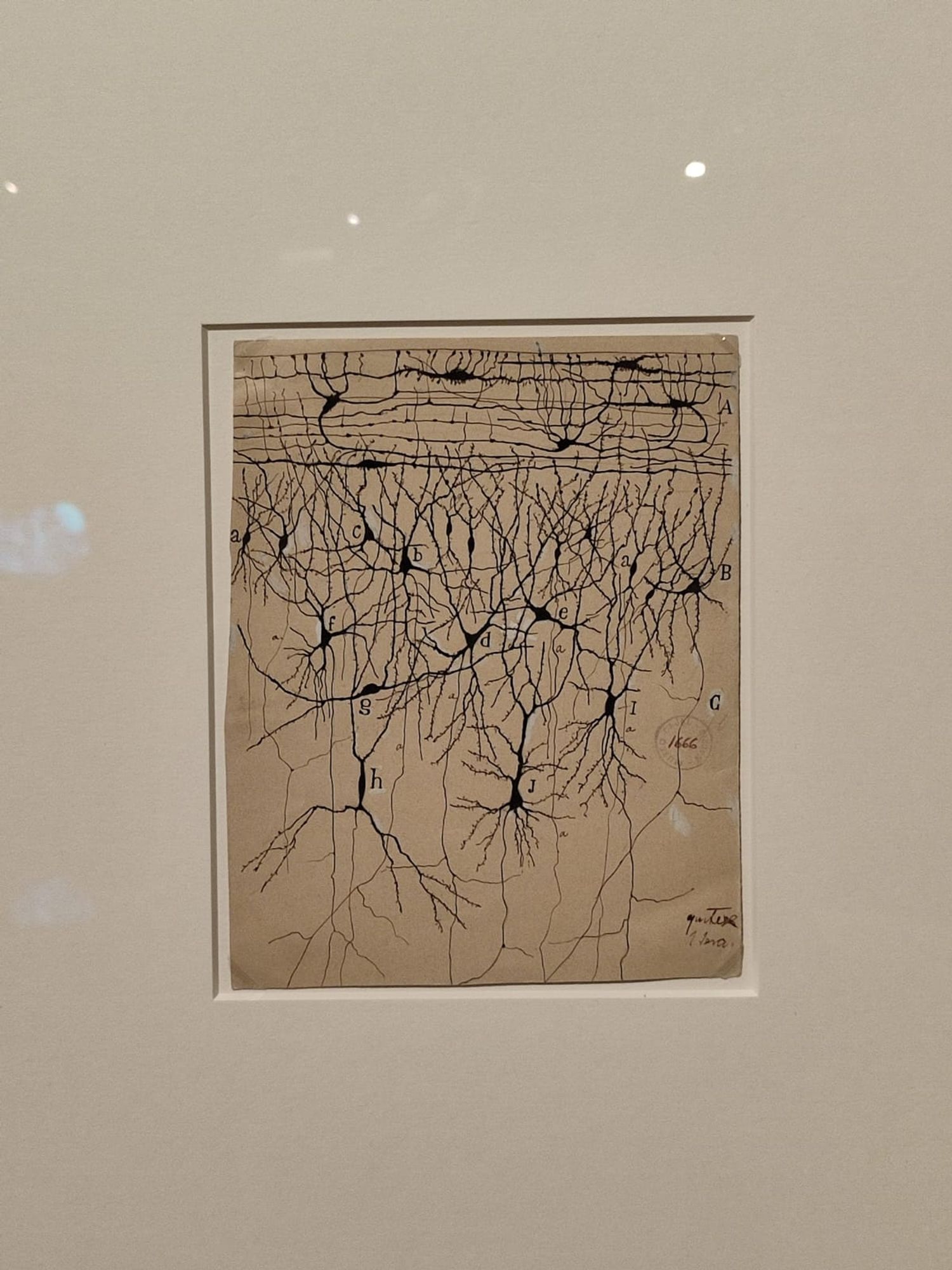 Nerve cells drawn by Ramon y Cajal. 
B&W image. Photo 2 by the author.