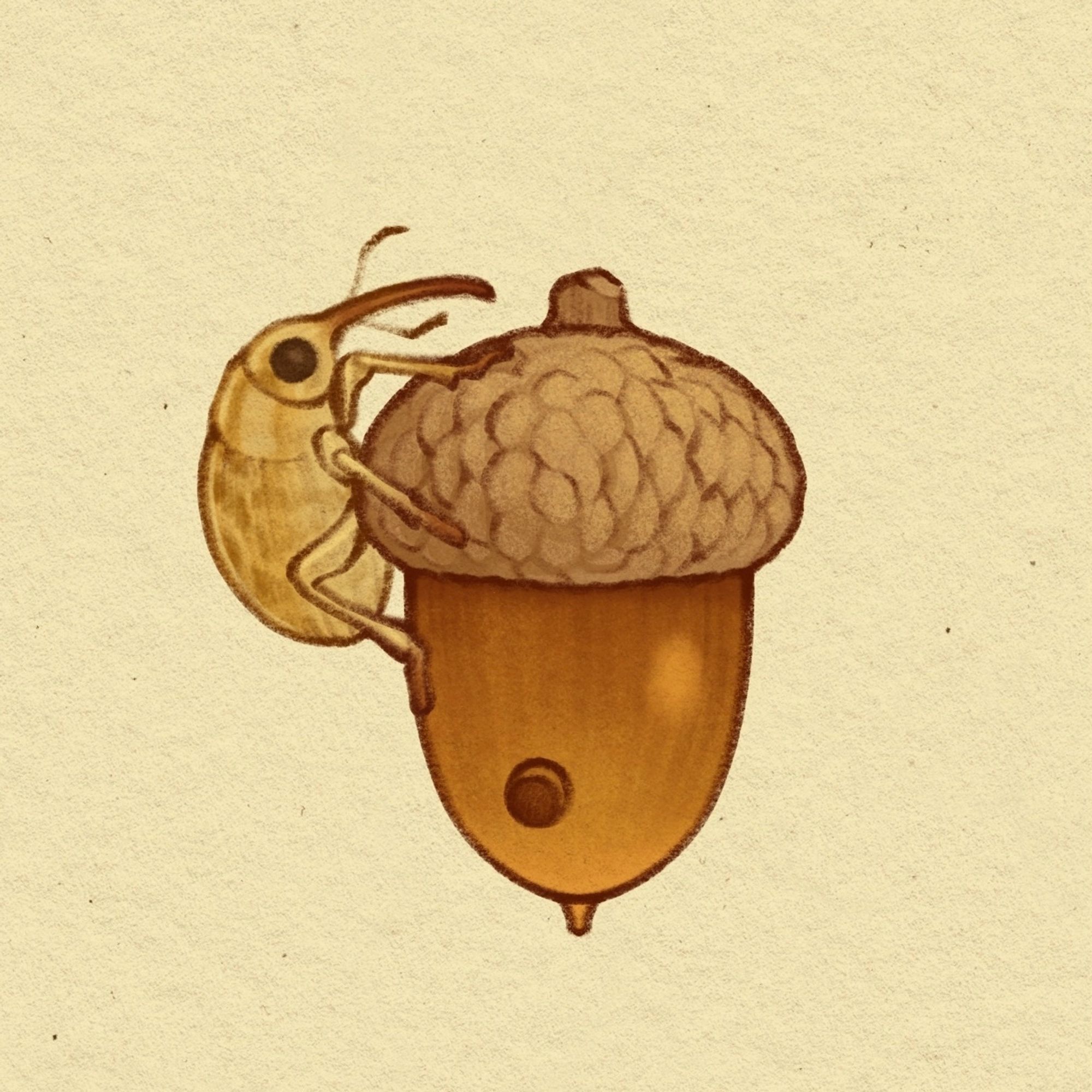 A spot illustration of an acorn weevil sitting on top of an acorn, which has a hole in the side of the acorn where a weevil larva has burrowed out.