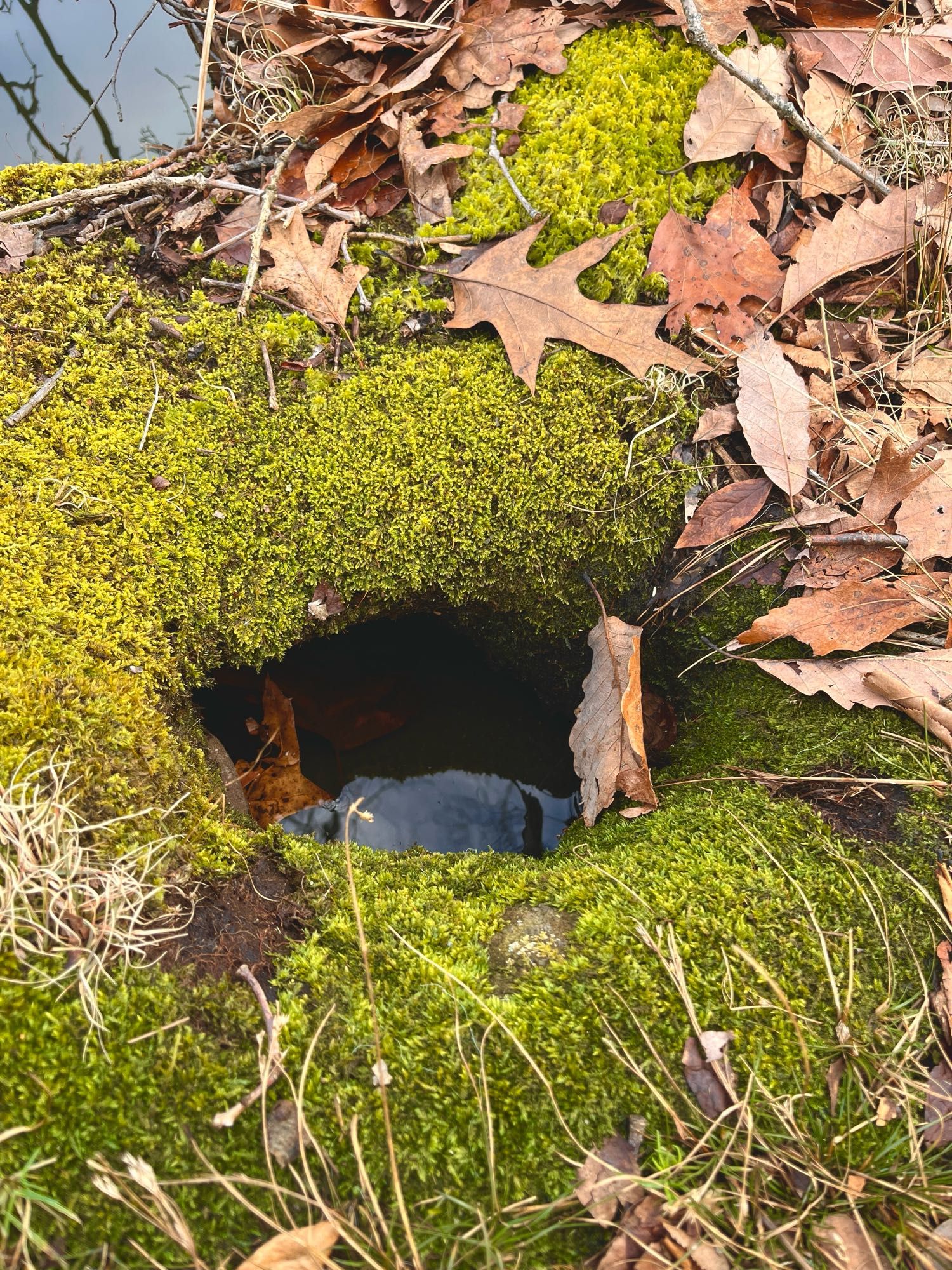 a photo of a plush patch of moss encircling a small hole in the bank of a lake, and water can be seen through the circle of moss.