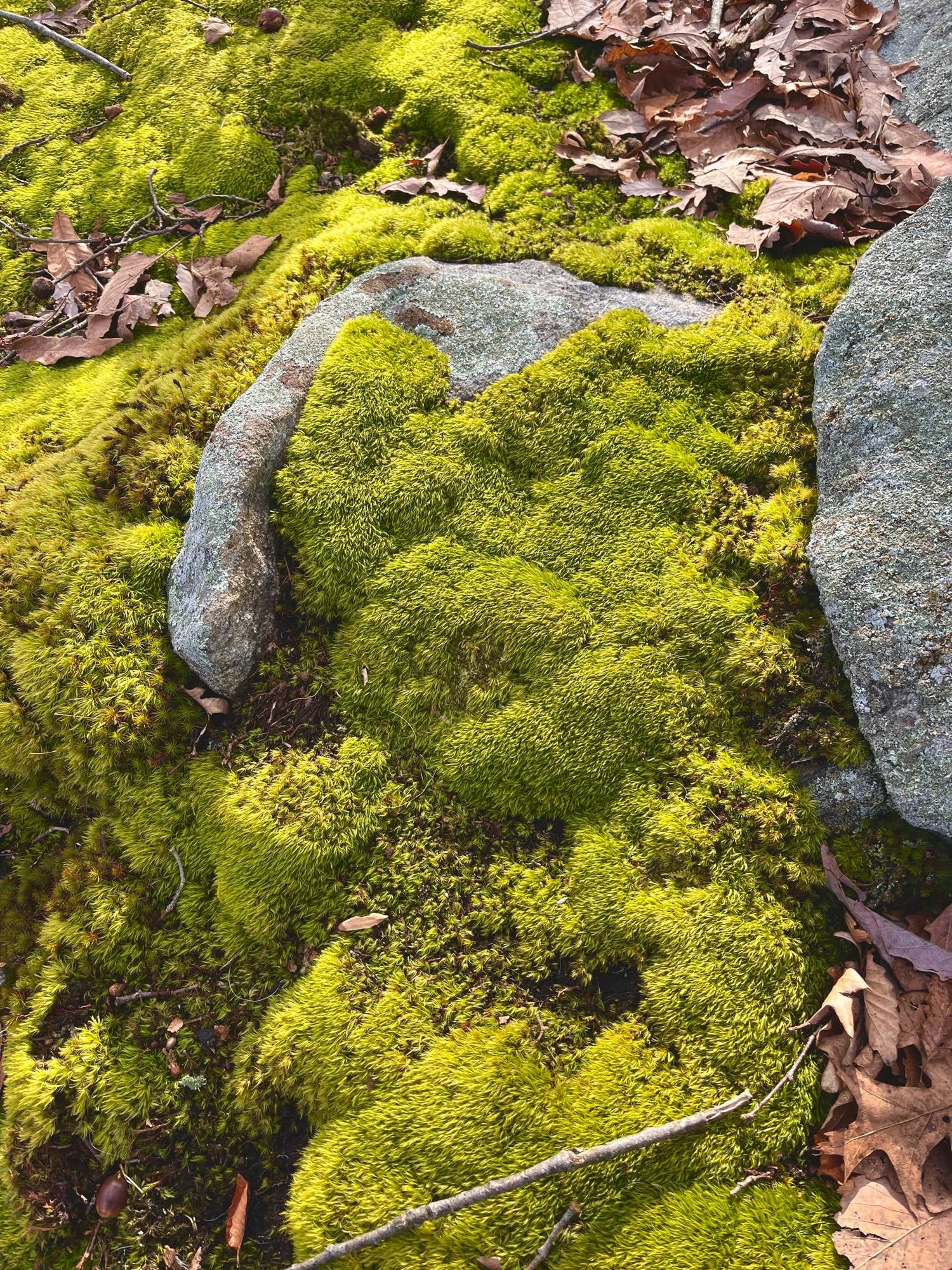 a photo of a dense carpet of moss slowly overtaking a large stone on the forest floor. the moss is bright green and was very soft to the touch.