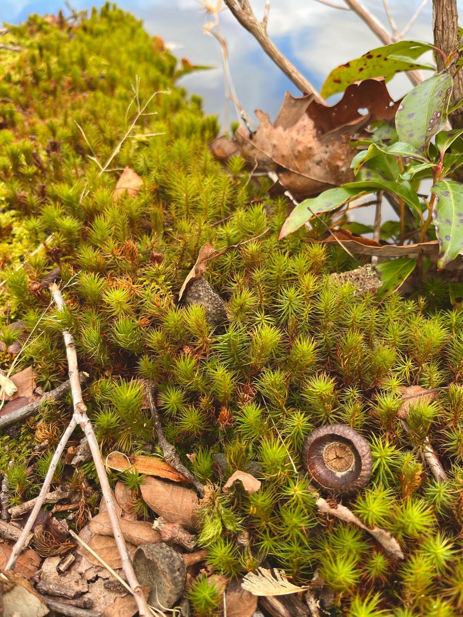 a photo of a bed of moss bordering the edge of a lake. the moss is lime green with a reddish stem, and the plants are tree-like and spiky. it might be a species of haircap moss. there’s the cap of an acorn sitting among the mosses and a small shoot of evergreen mountain laurel can be seen in the top right corner.