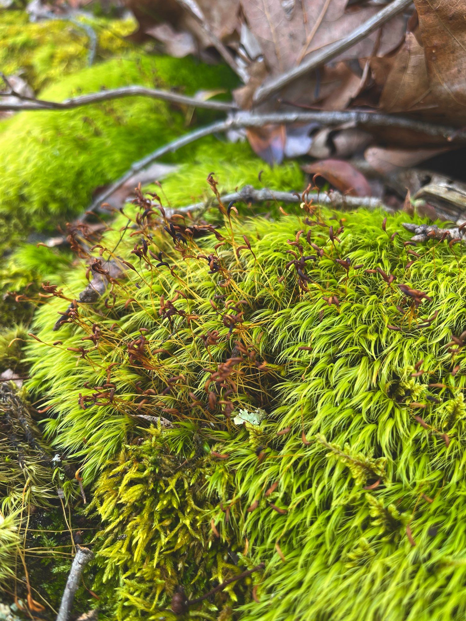 a close-up photo of moss that is long and hair-like, maybe a member of the genus Dicranella or fine hair mosses. the moss has long sporophytes with crane-bill shaped capsules above the leaves.