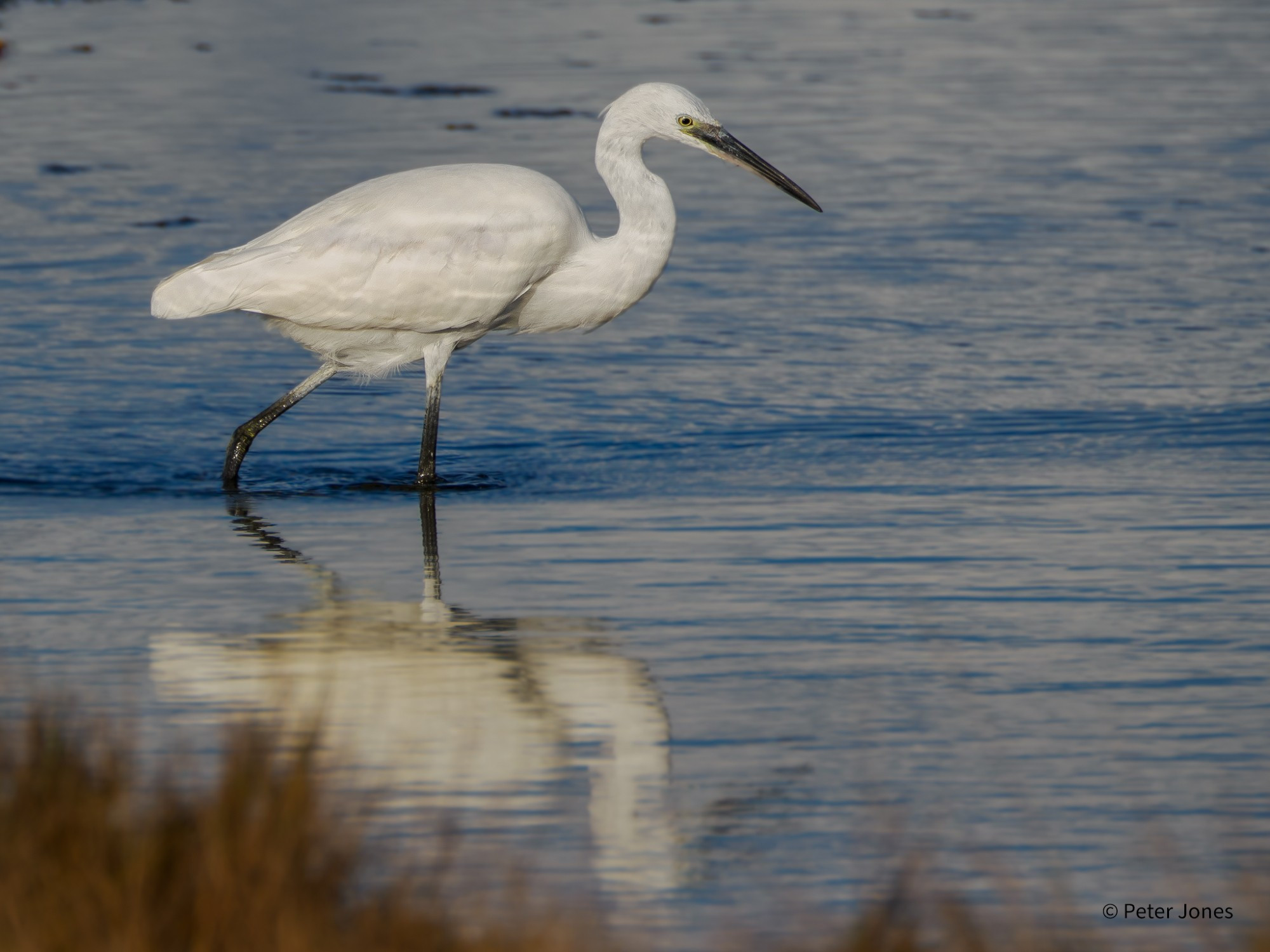 Little Egret wading thru a lagoon