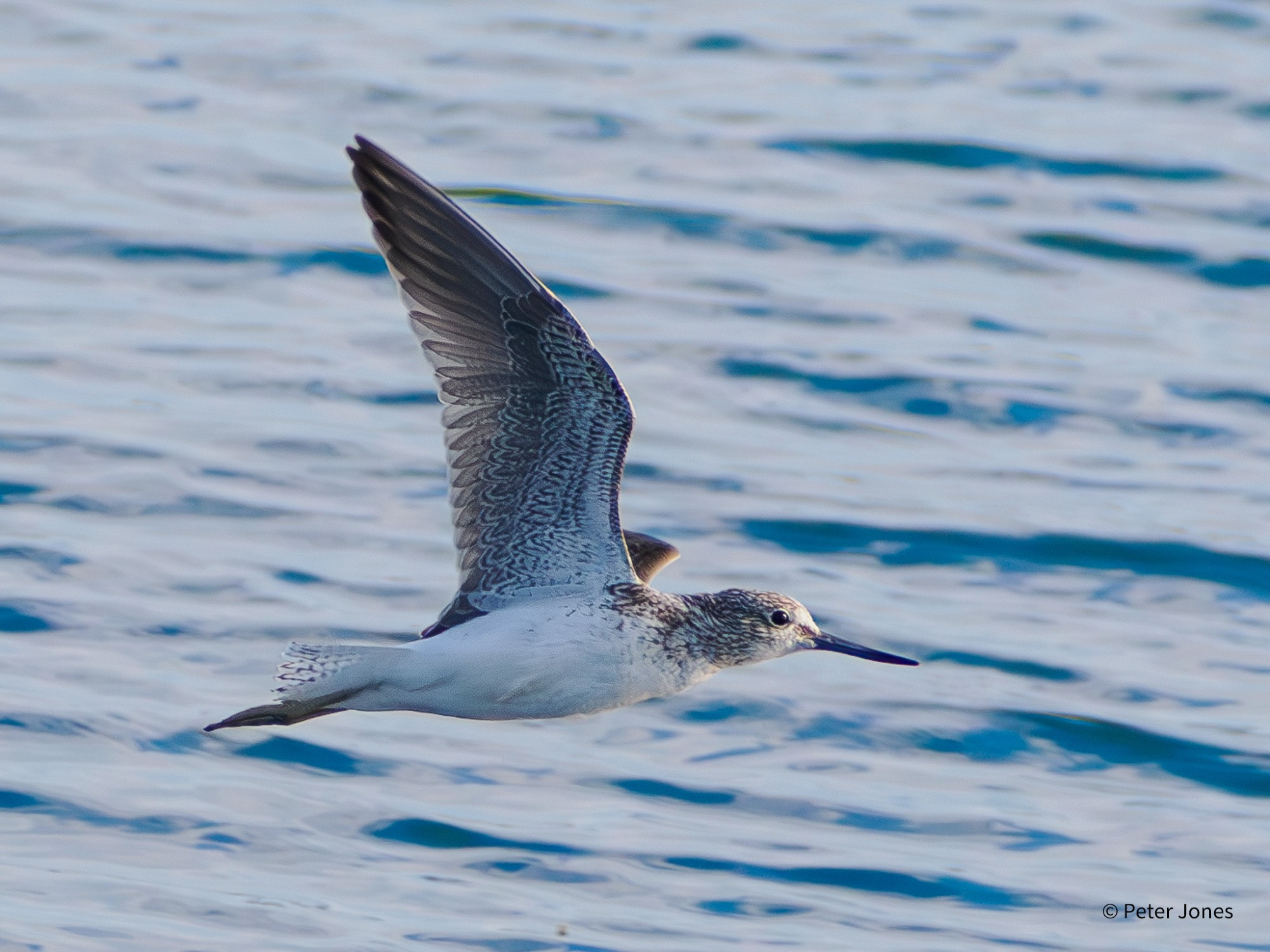 Greenshank in flight showing intricate detail in underwing feathers