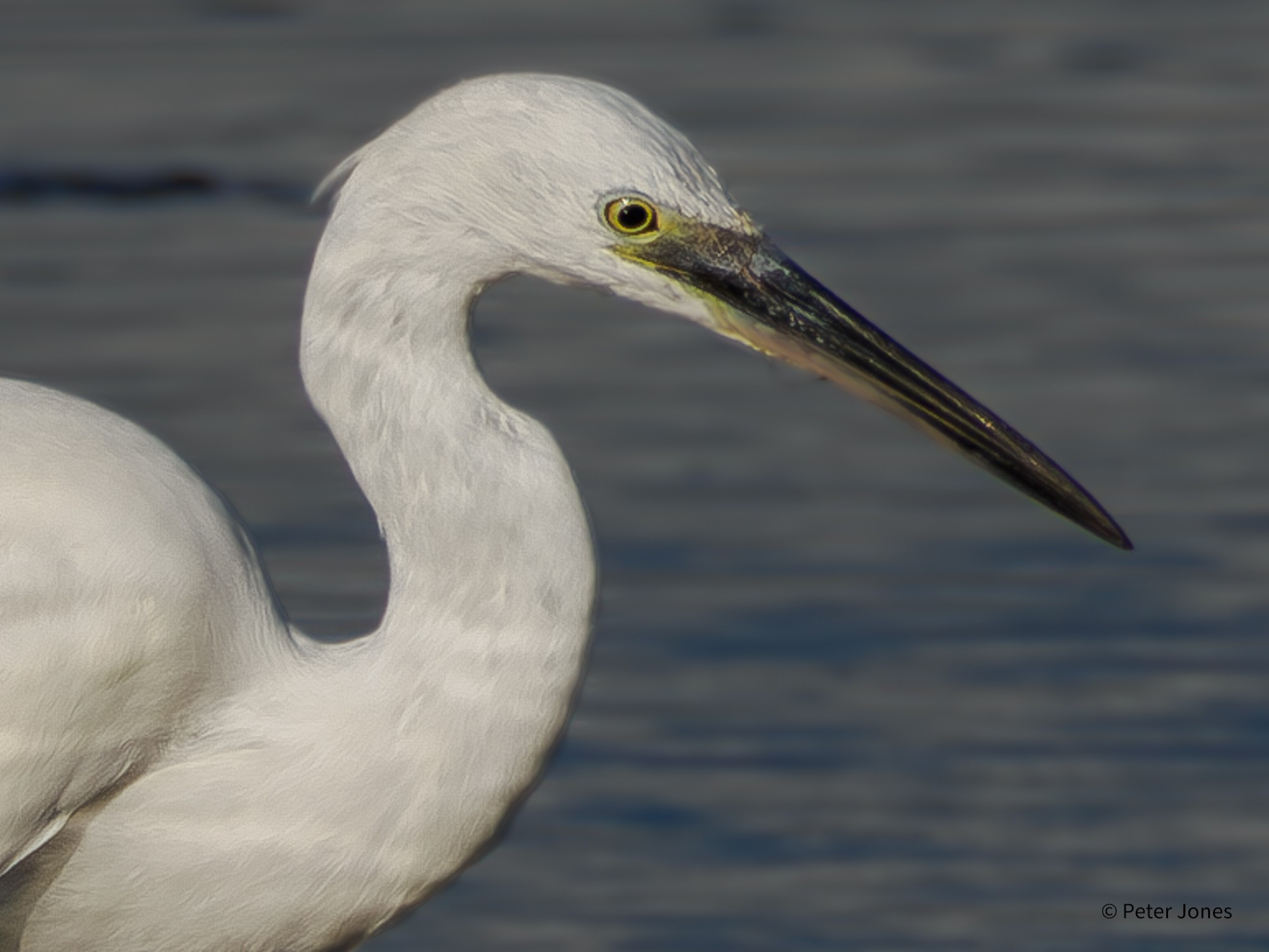 Close up of a Little Egret's head