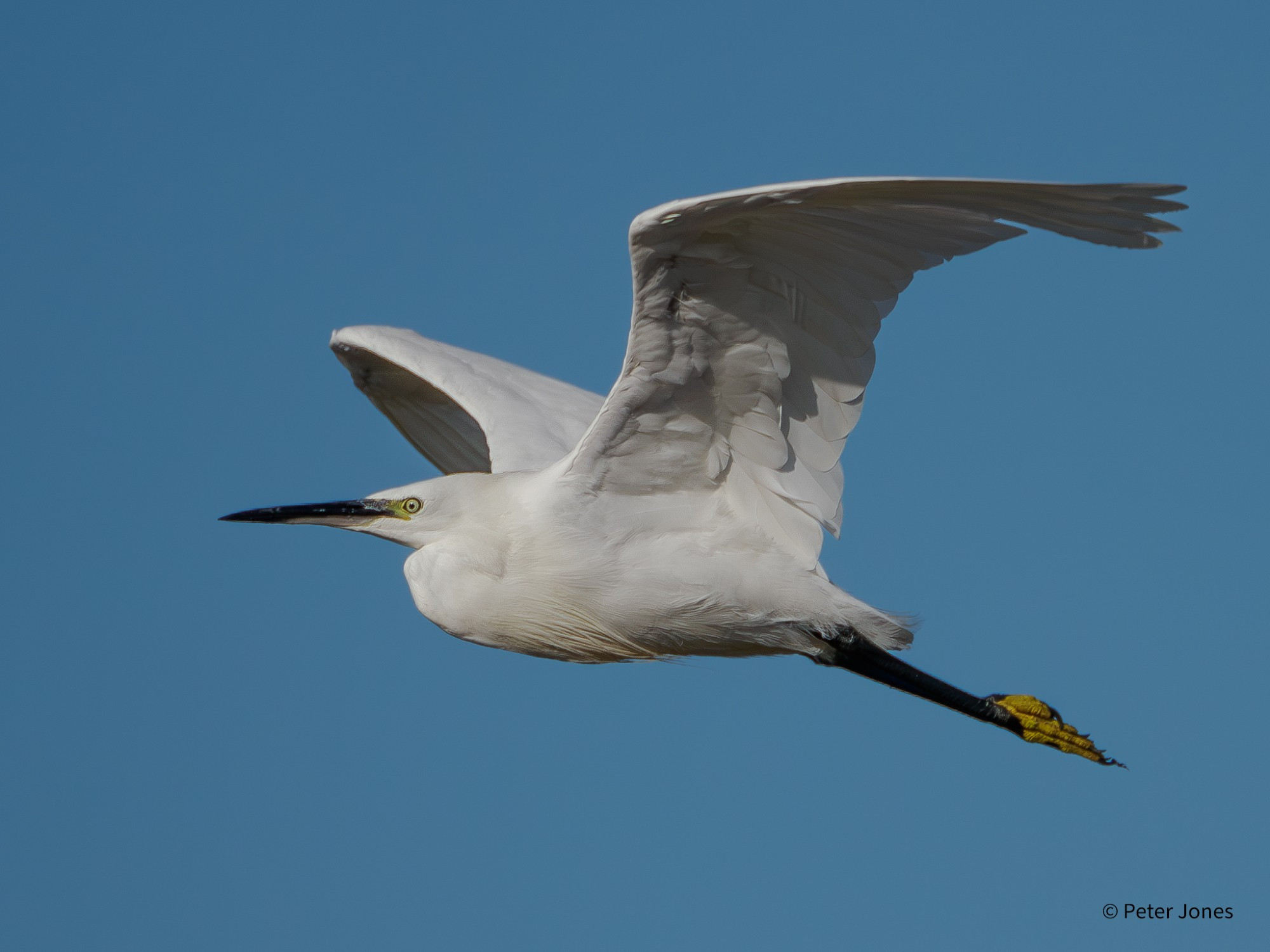 Little Egret in flight