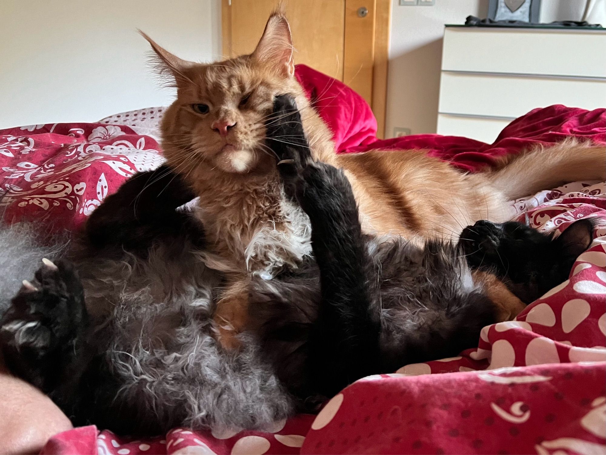 Eine rote und eine schwarze Katze raufen im Bett.