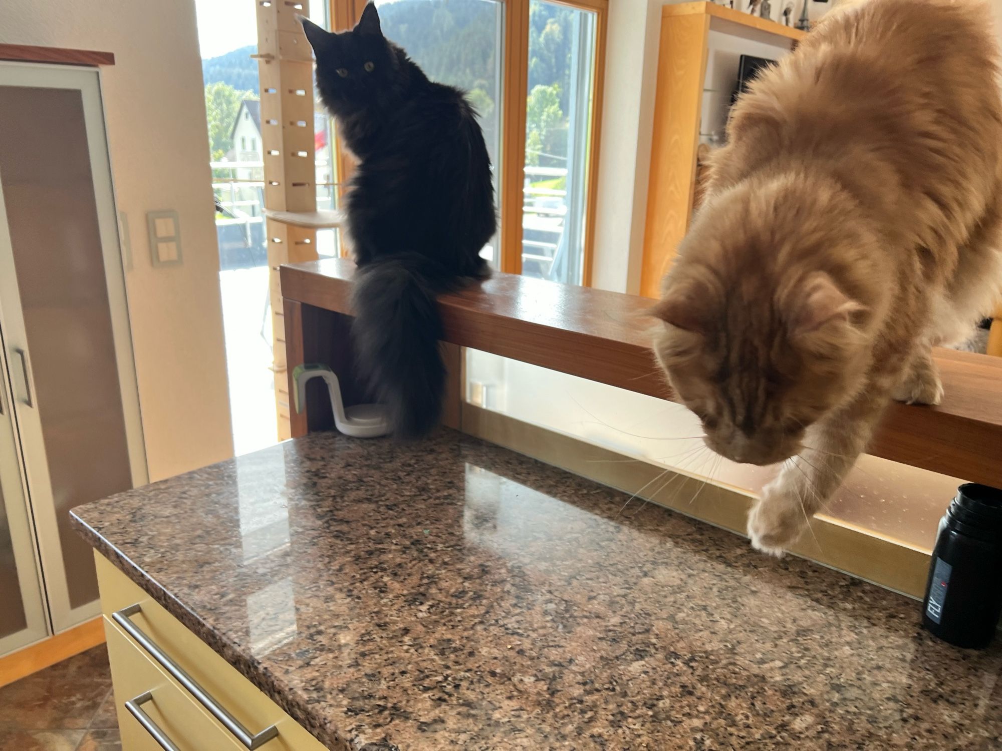 Eine rote und eine schwarze Katze am Küchenschrank. Die rote ist gerade am Sprung.