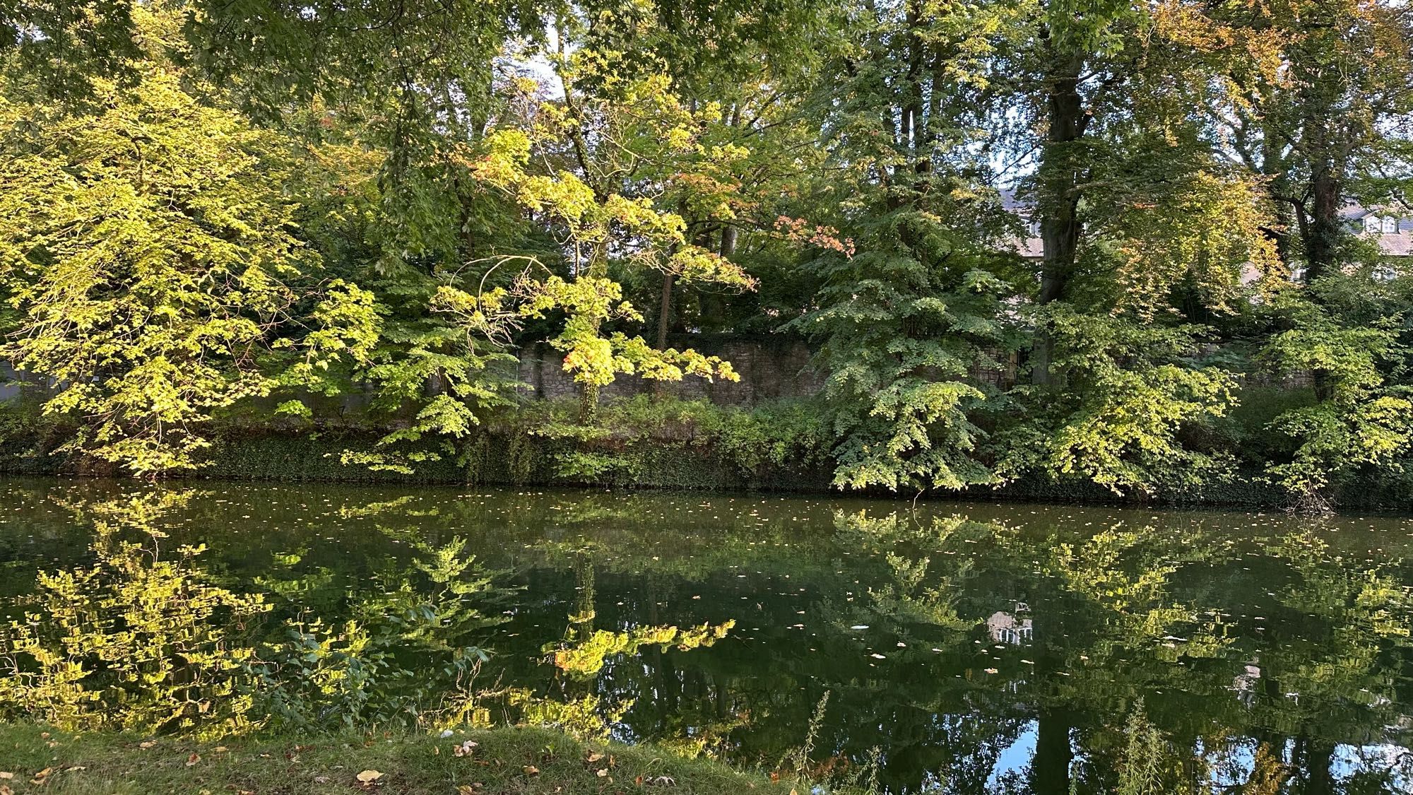 Lake surrounded by trees