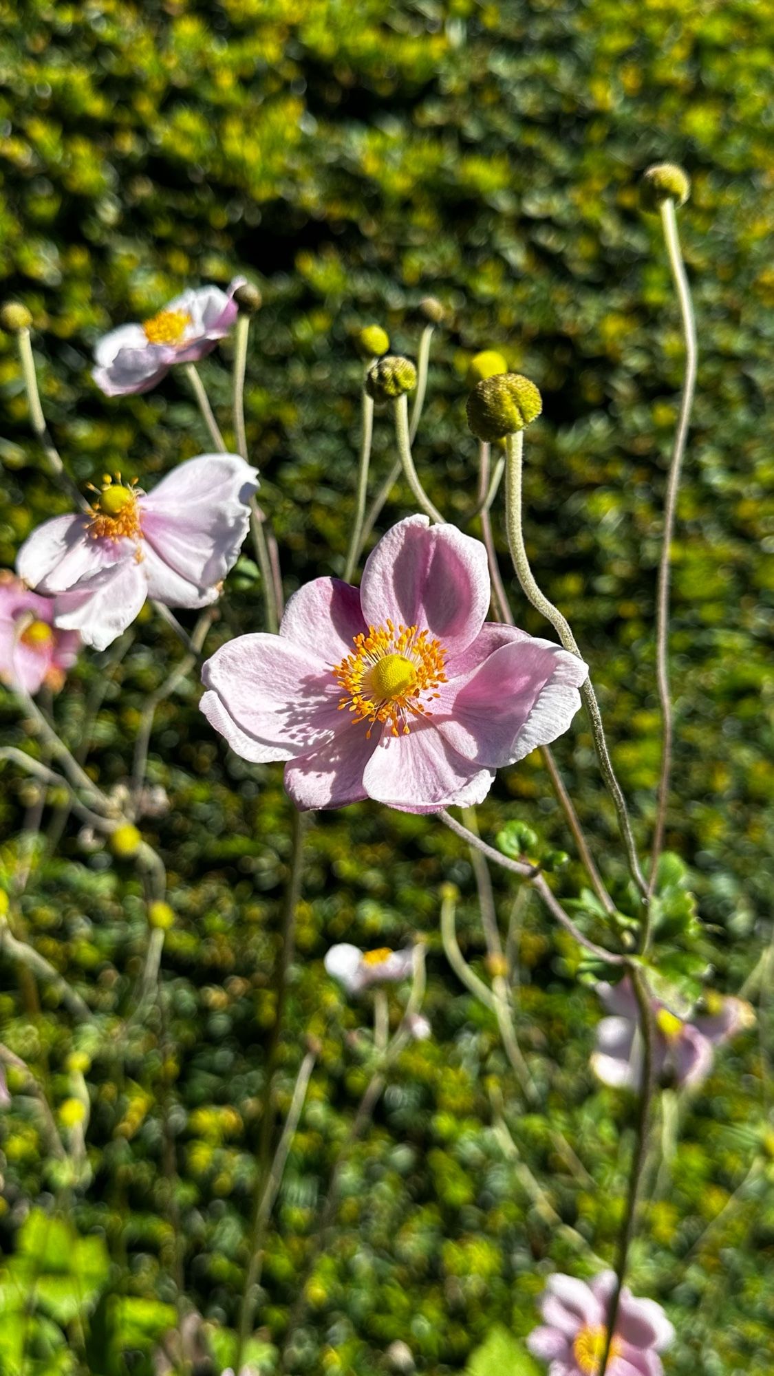 Pink flowers