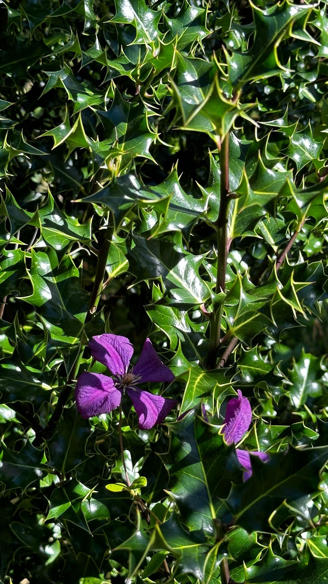 Purple flowers through holly